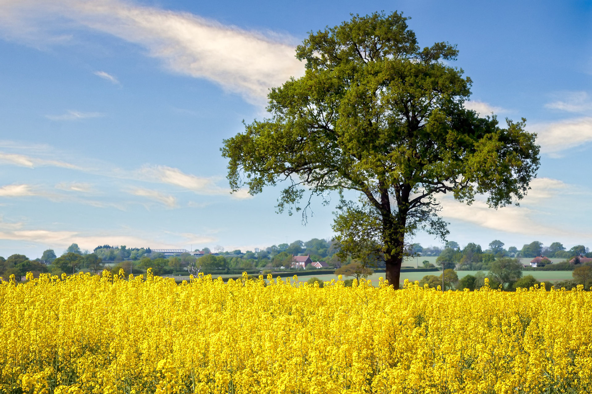 Rape in the Essex Countryside