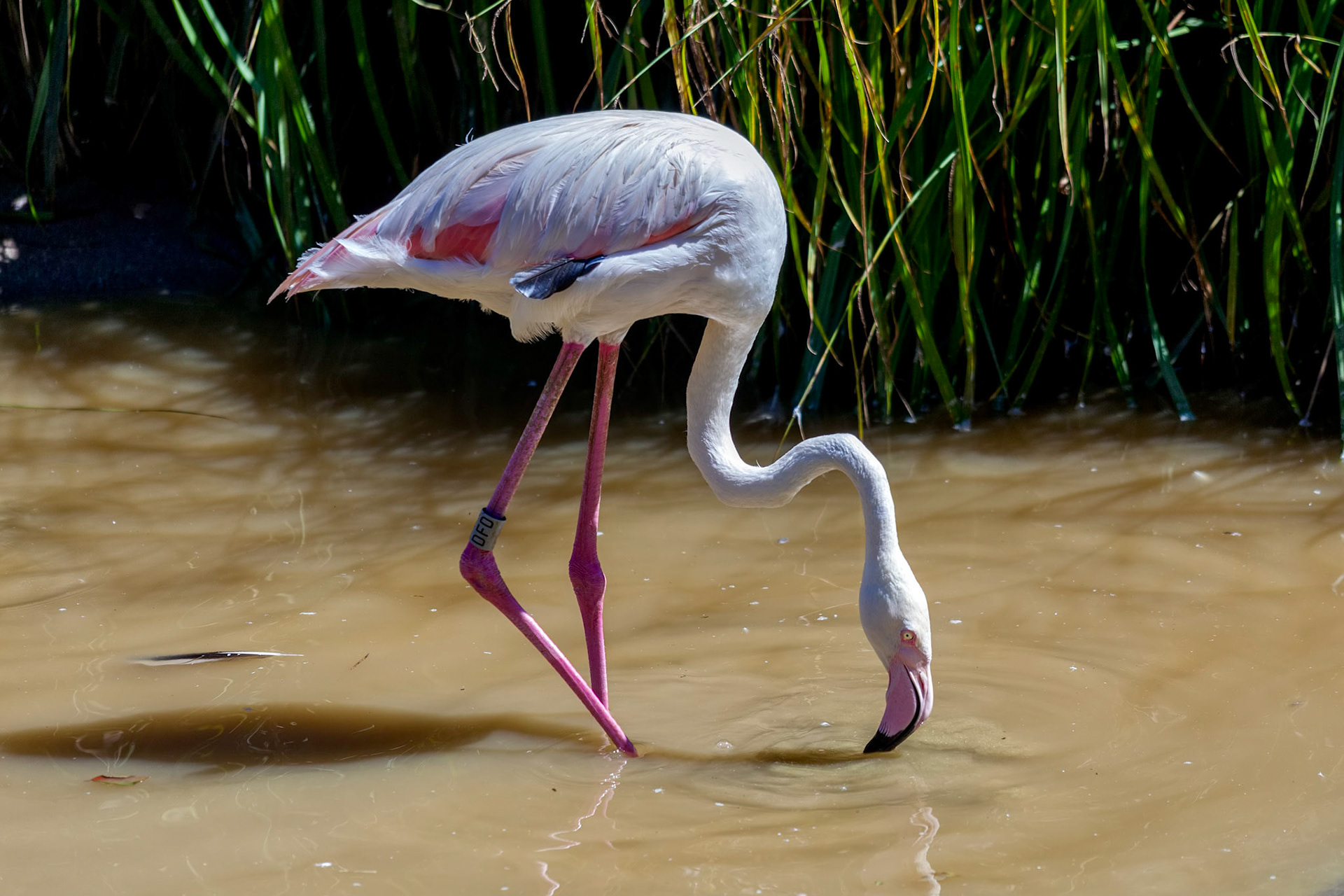 Greater Flamingo (Phoenicopterus roseus)