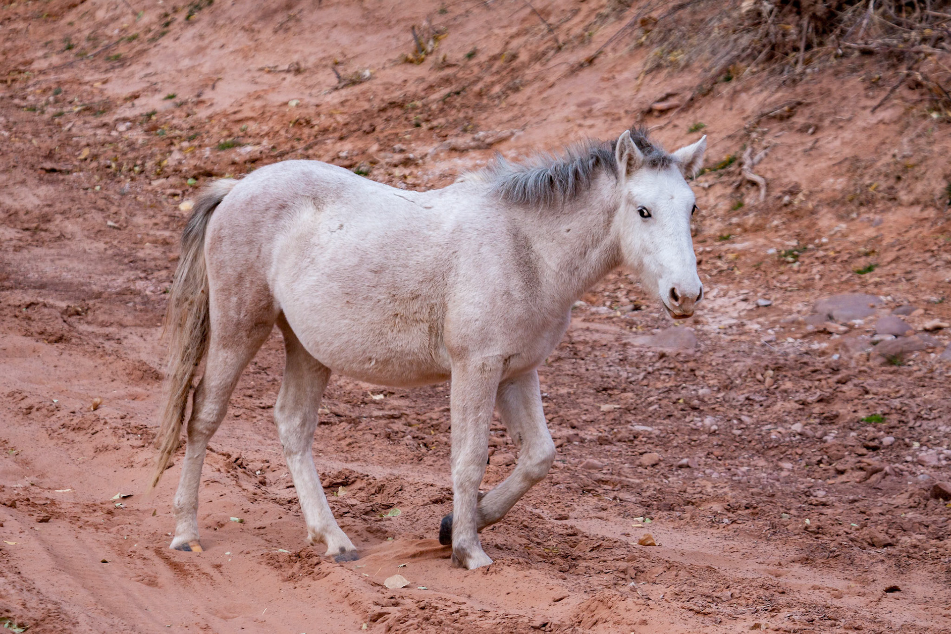 Wild horse Canyon de Chelly
