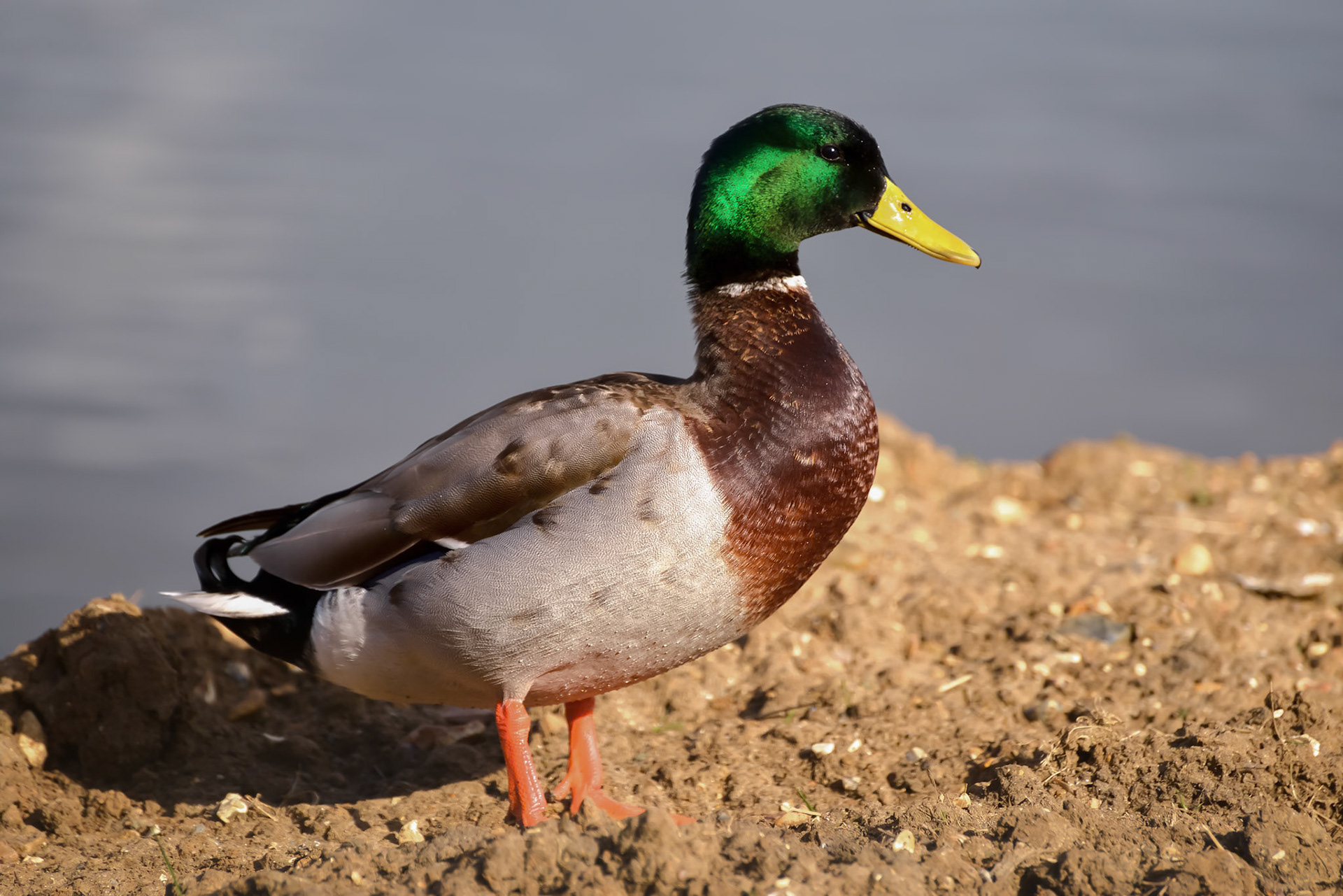 Male Mallard (Anas platyrhynchos)