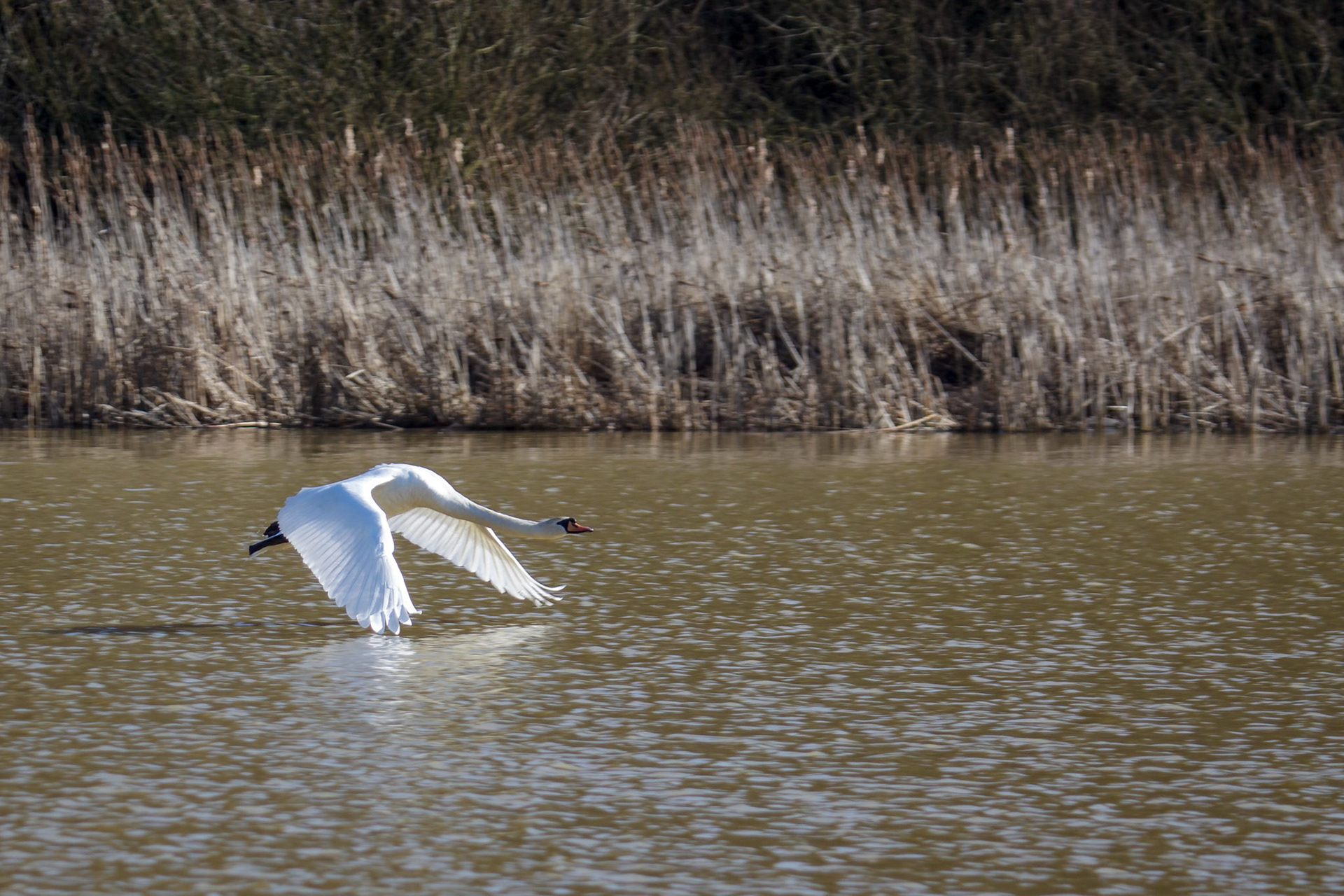 Mute Swan (cygnus olor) taking off