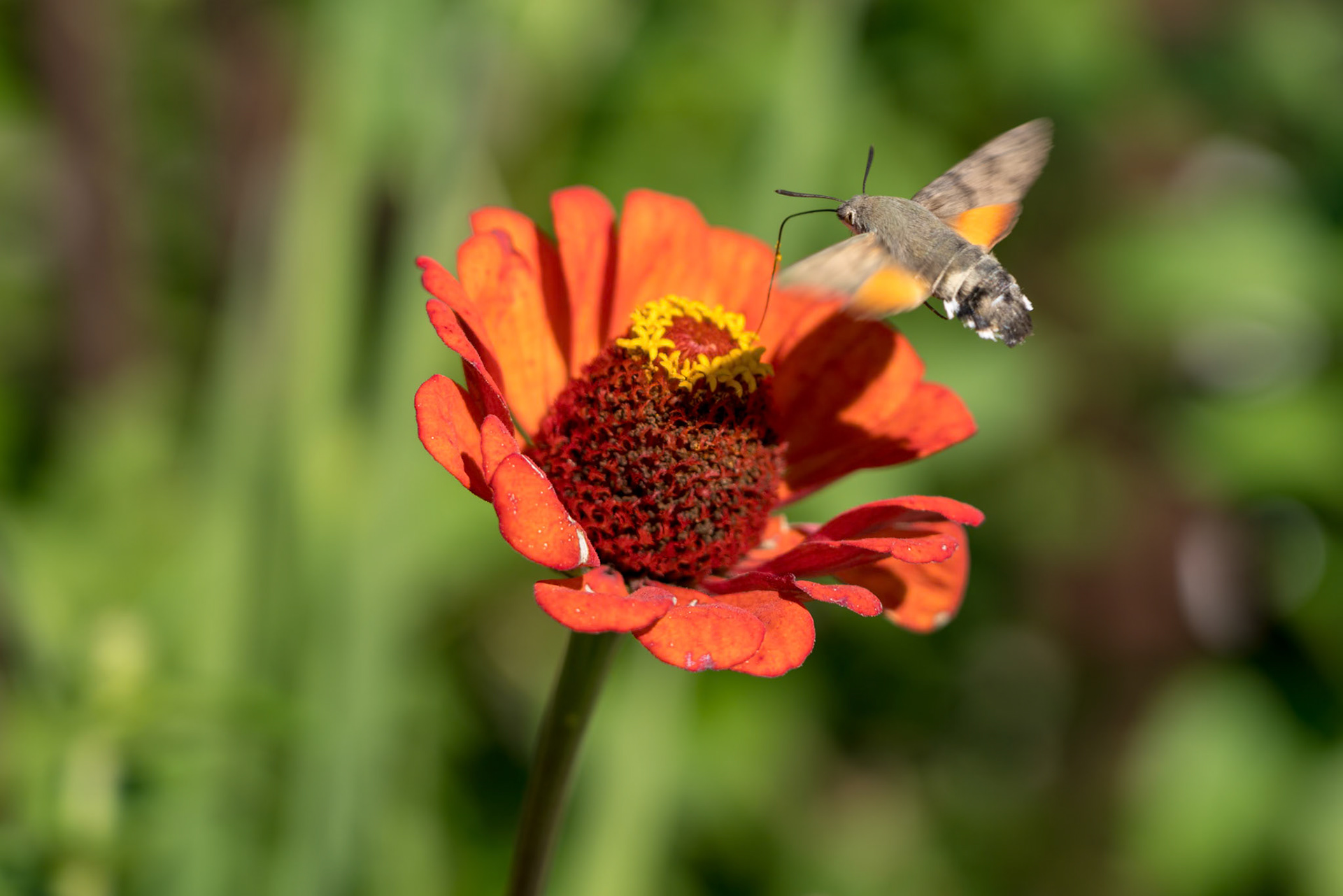 Hummingbird hawk-moth (Macroglossum stellatarum) in Romania