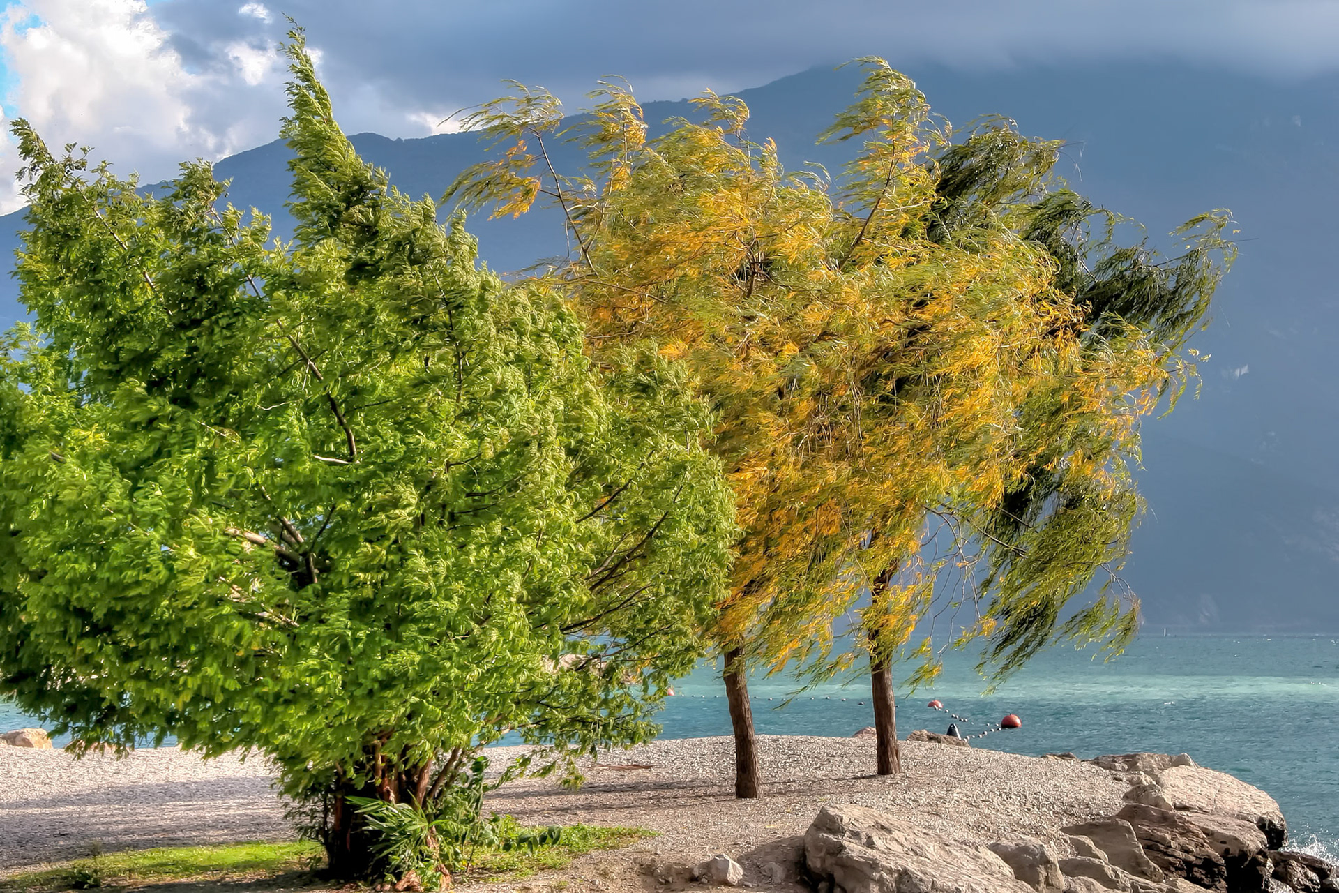 Wind Blown Trees at Riva Del Garda