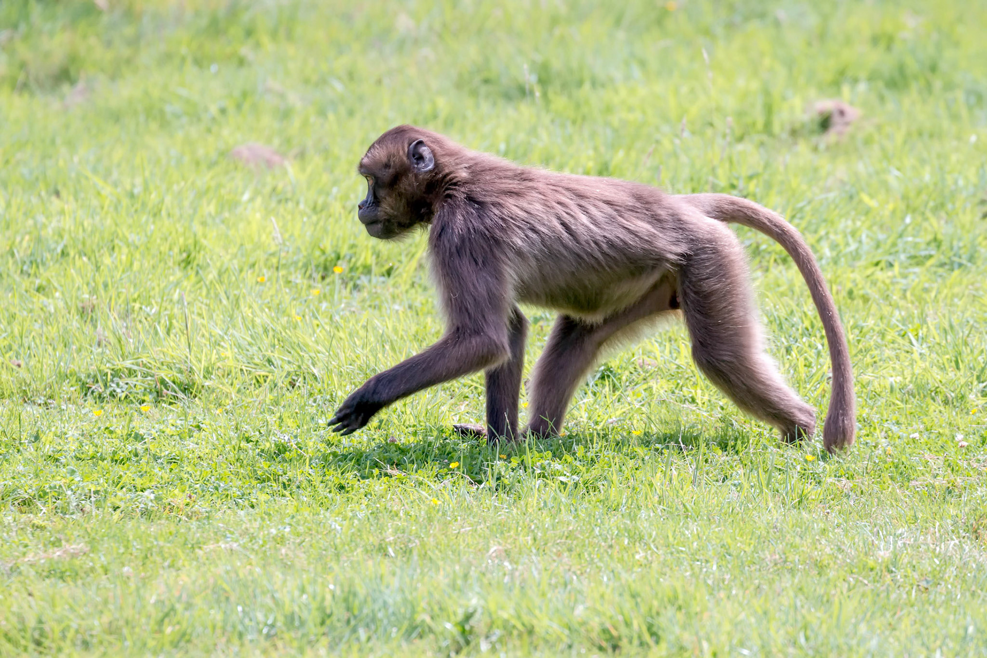 Gelada Baboon (Theropithecus gelada)