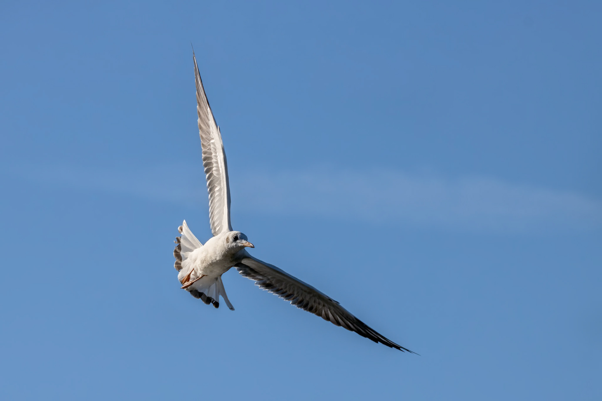 Black-headed gull (Chroicocephalus ridibundus) Flying over Hedgecourt Lake