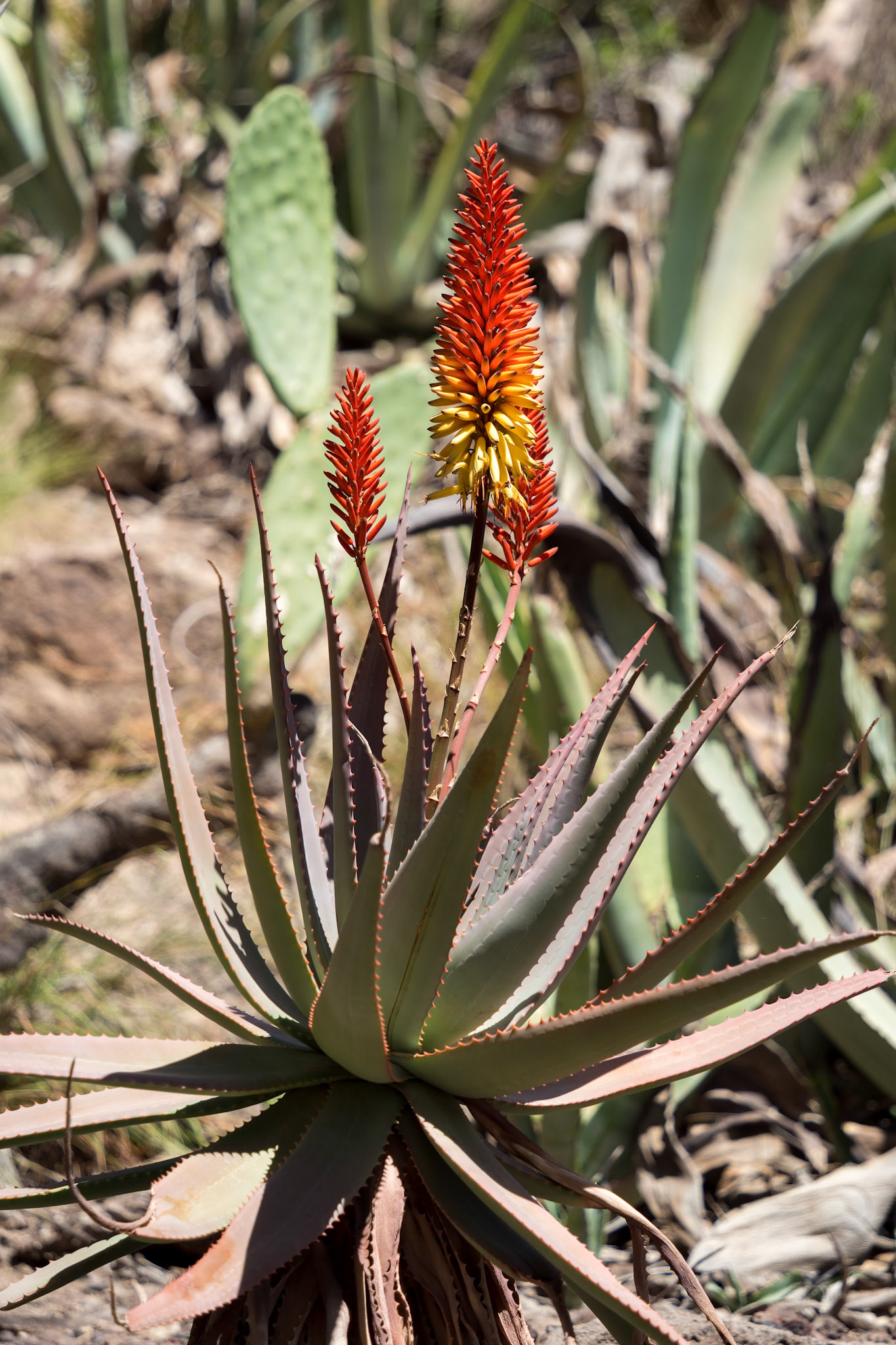 LOS PALMITOS, GRAN CANARIA, SPAIN - MARCH 8 : Aloe Vera growing in Los Palmitos, Gran Canaria, Spain on March 8, 2022