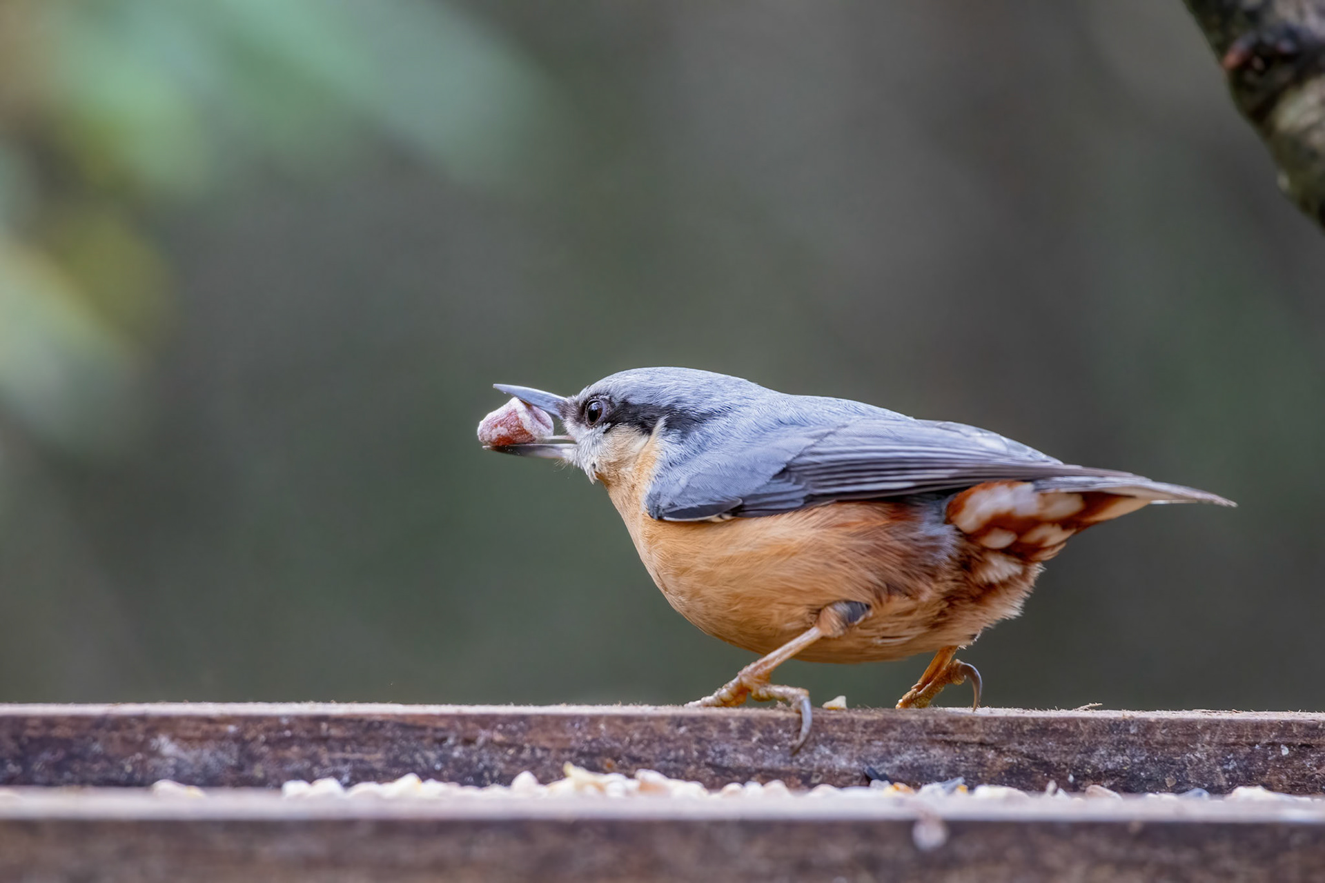 Nuthatch foraging for seed from a wooden bird table