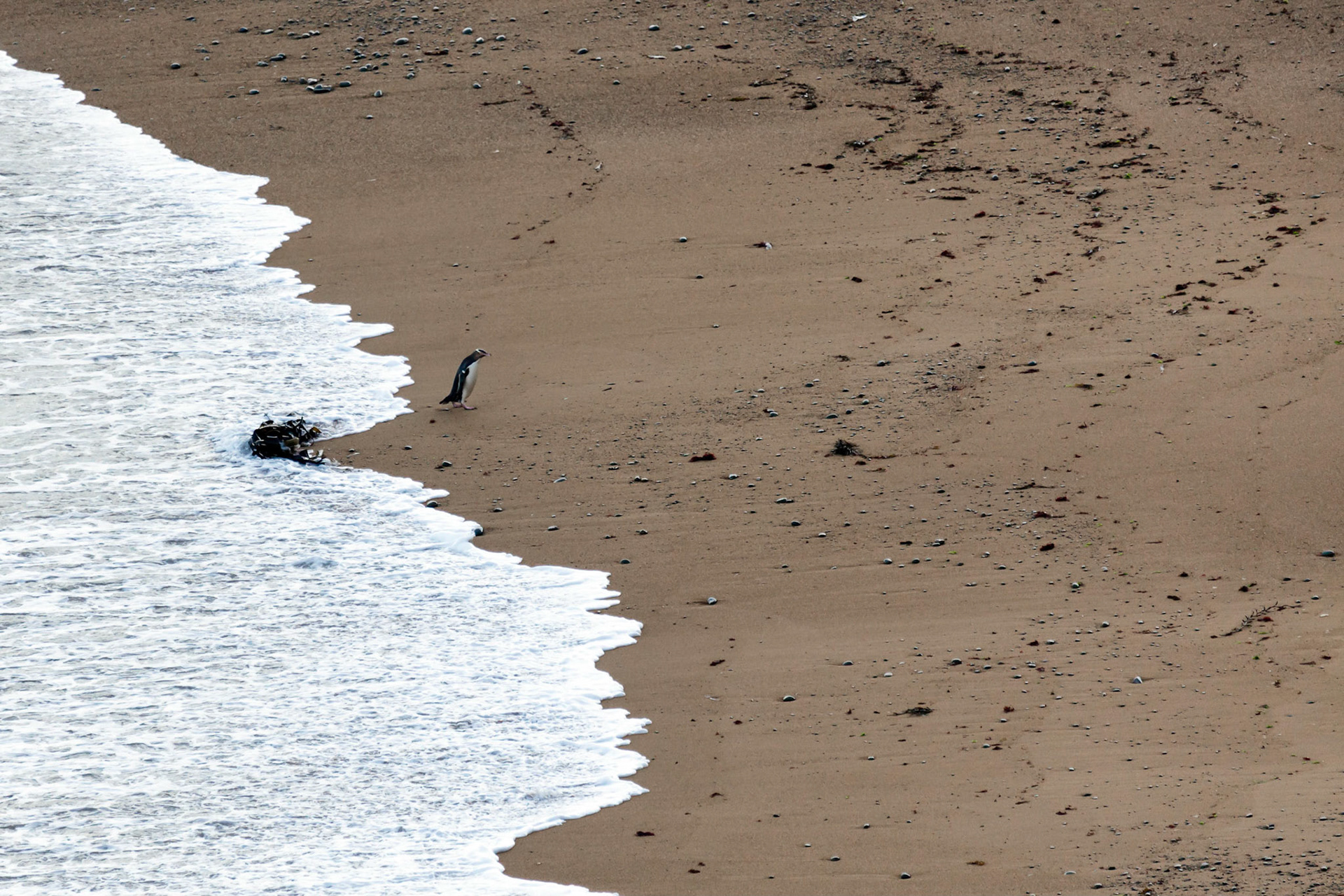 Yellow-eyed Penguin (Megadyptes antipodes)