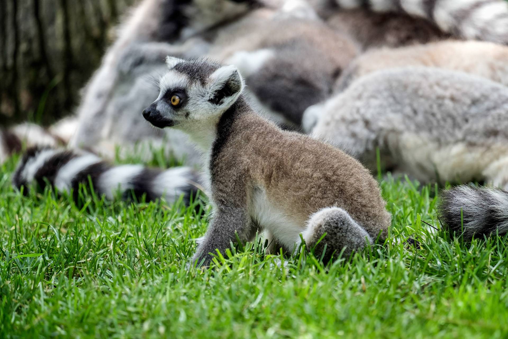 Ring-tailed Lemurs (Lemur catta) at the Bioparc in Fuengirola