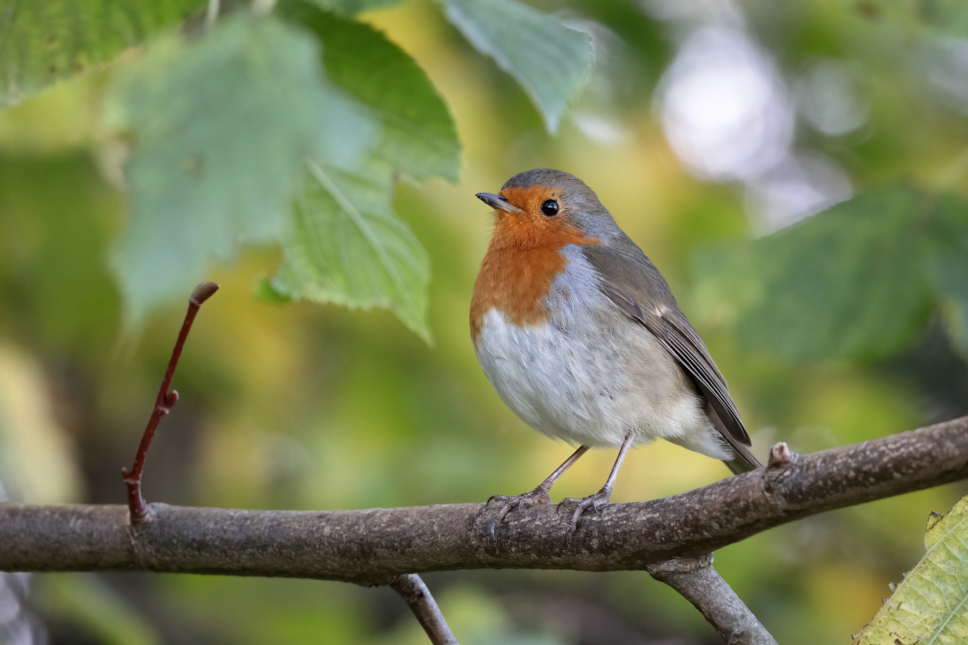 Robin looking alert perched in a tree on an autumn day