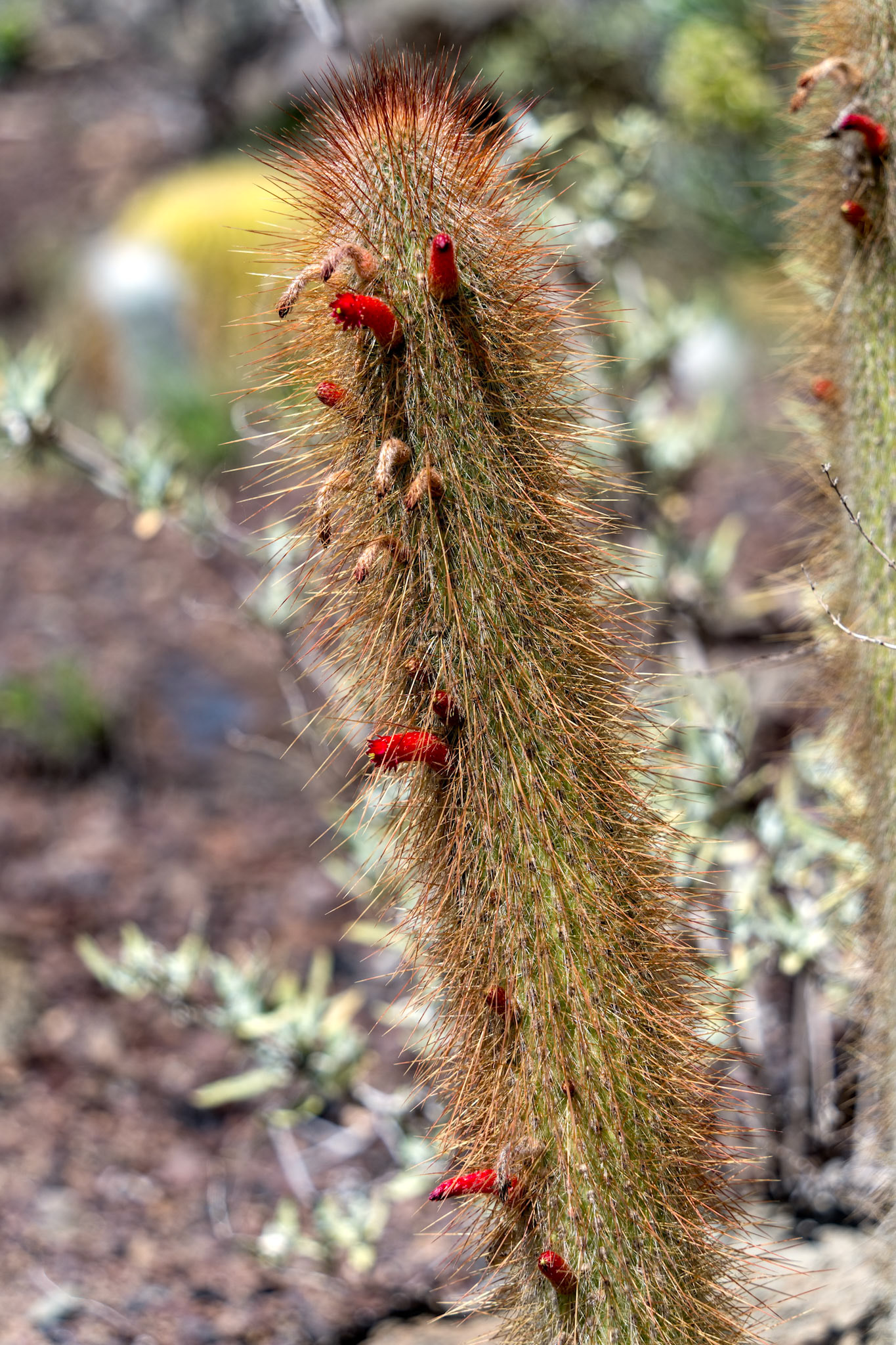 LOS PALMITOS, GRAN CANARIA, SPAIN - MARCH 8 : Cactus growing in Los Palmitos, Gran Canaria, Spain on March 8, 2022