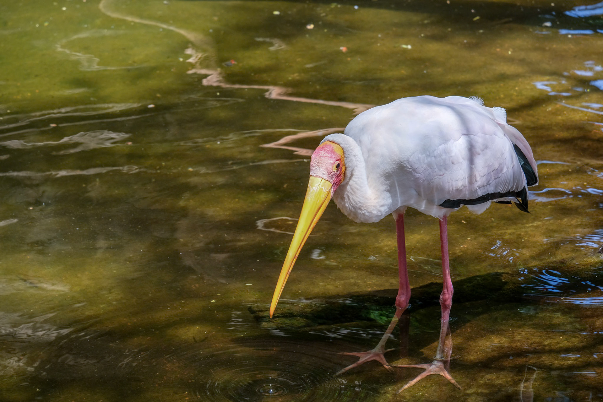 FUENGIROLA, ANDALUCIA/SPAIN - JULY 4 : Yellow-Billed Stork (Mycteria ibis) at the Bioparc in Fuengirola Costa del Sol Spain on July 4, 2017