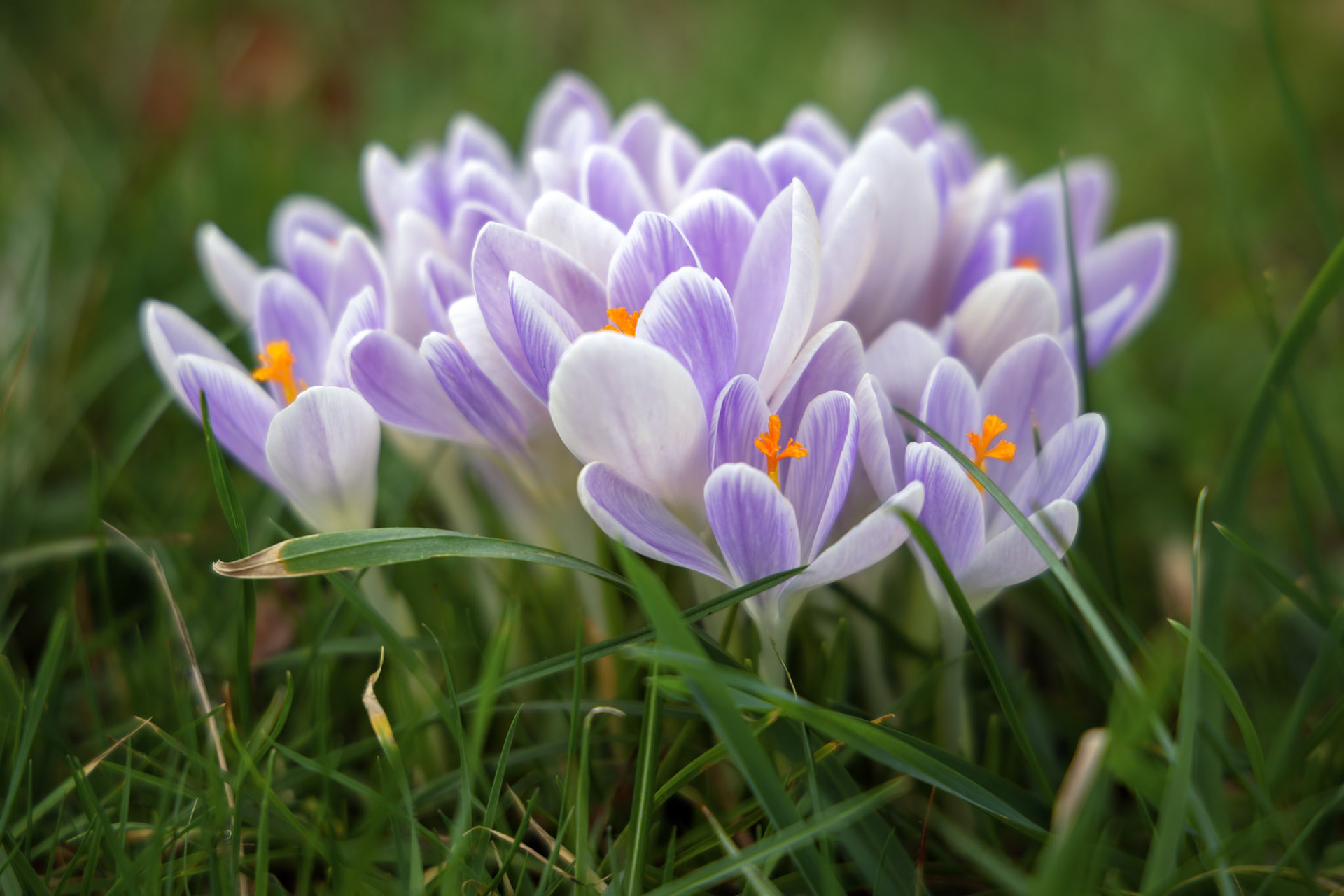 Crocuses flowering in East Grinstead