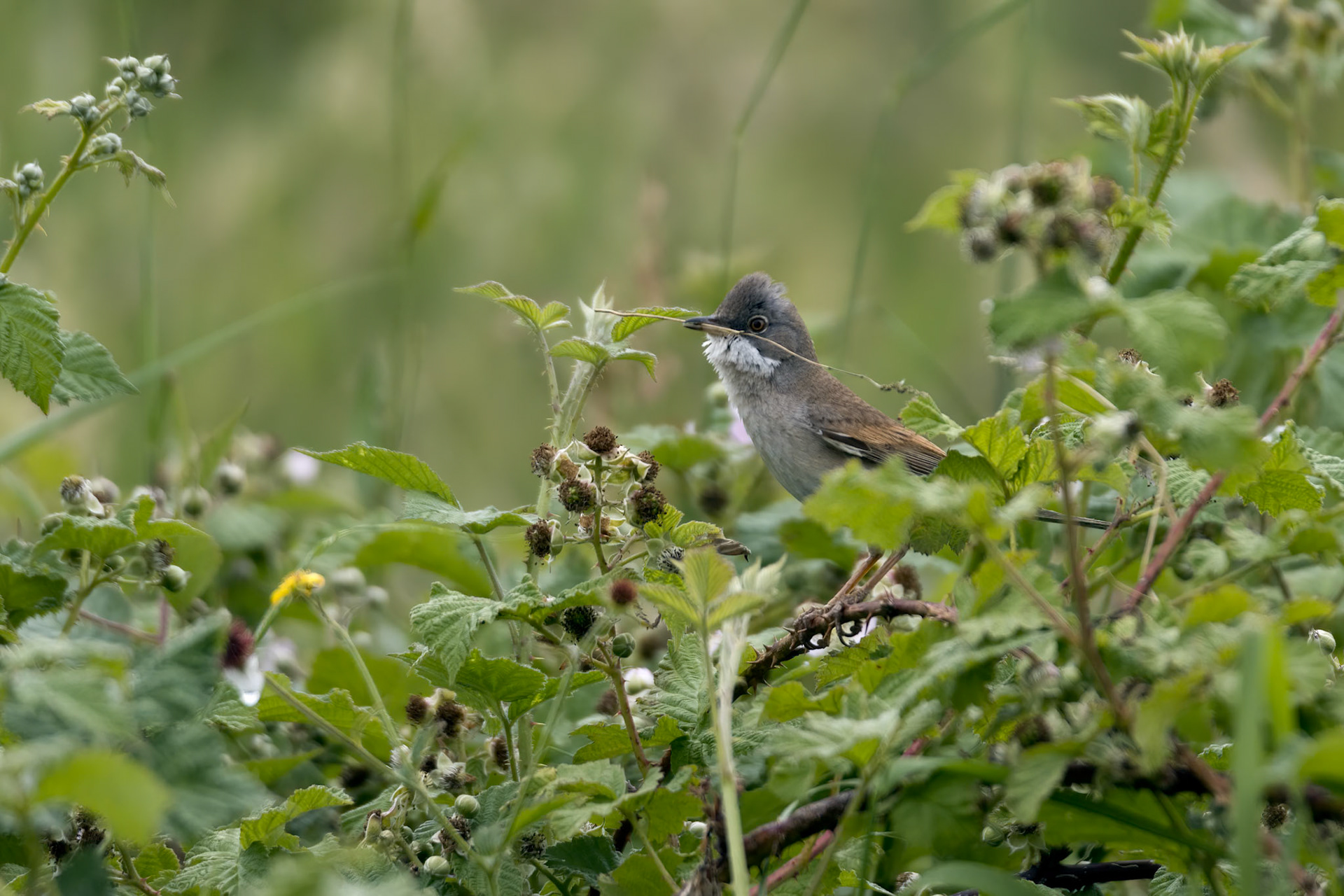 Common Whitethroat (Sylvia communis) perched on a bramble with nesting material in its beak