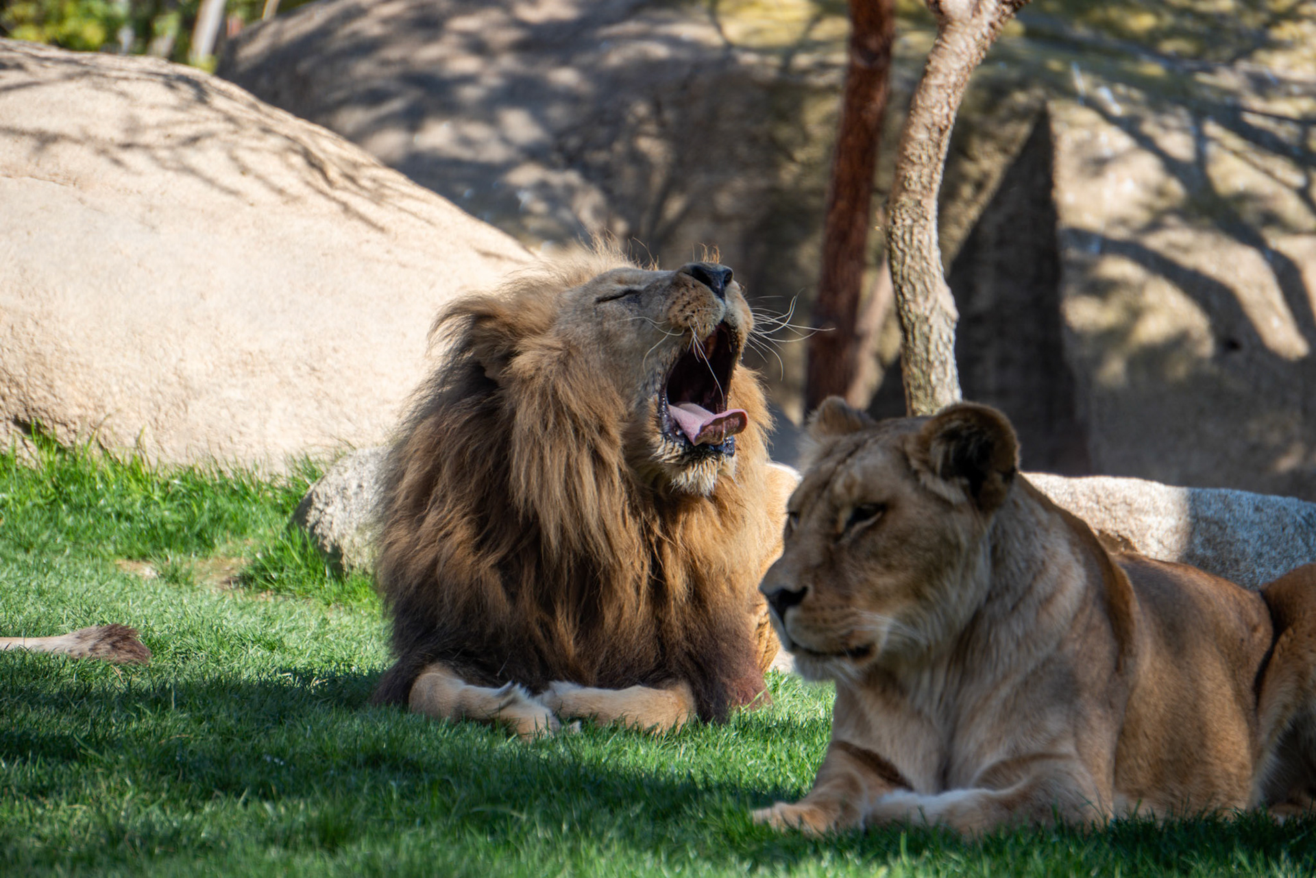 VALENCIA, SPAIN - FEBRUARY 26 : African Lions at the Bioparc in Valencia Spain on February 26, 2019