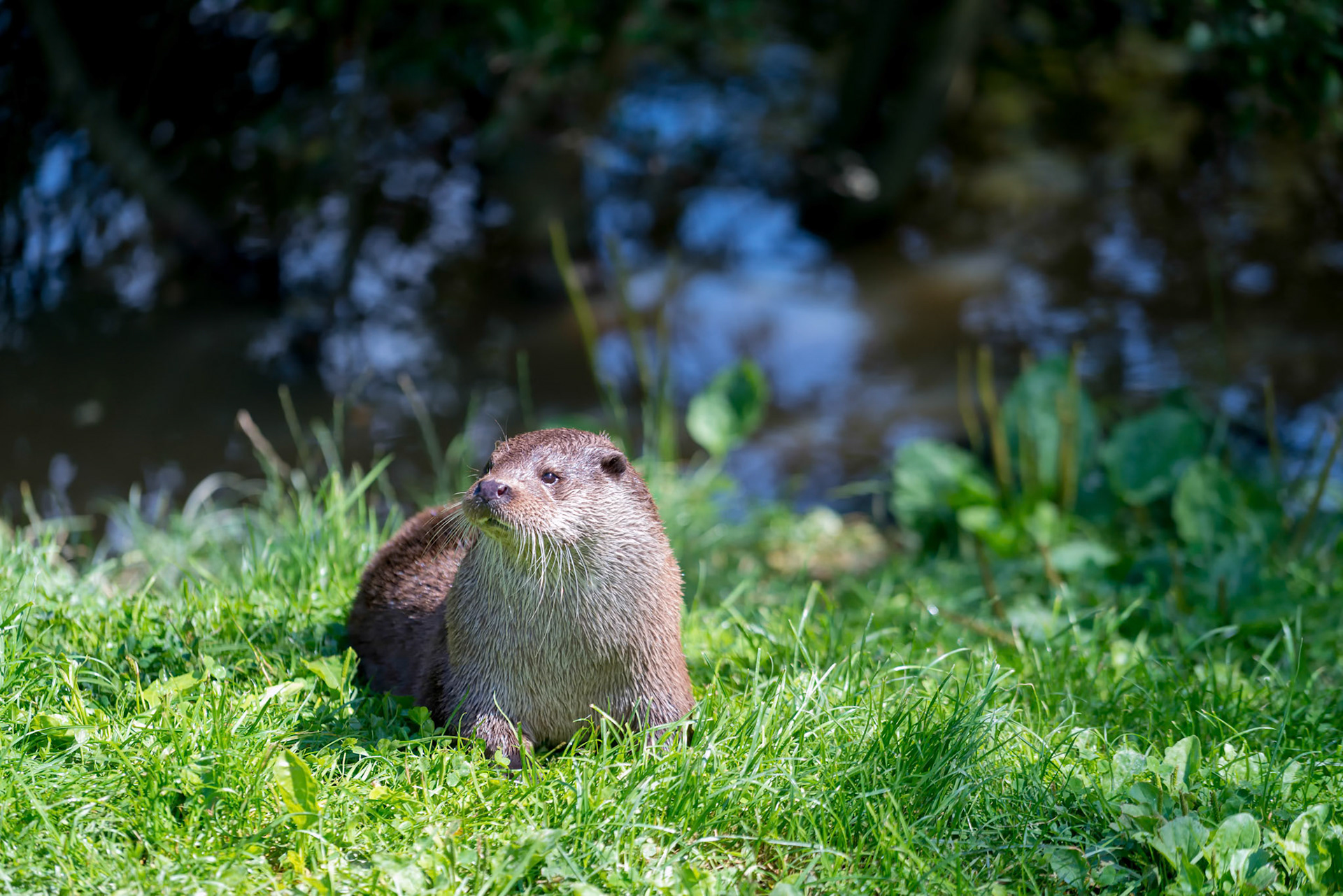 Eurasian Otter (Lutra lutra)
