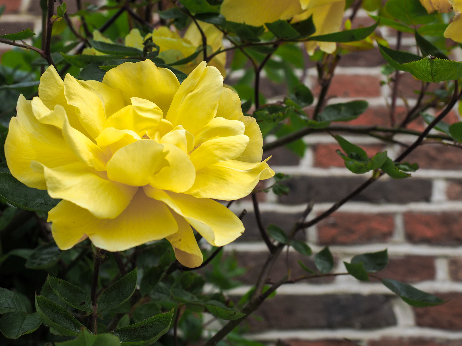Yellow Rose Flowering against a Wall in Southwold