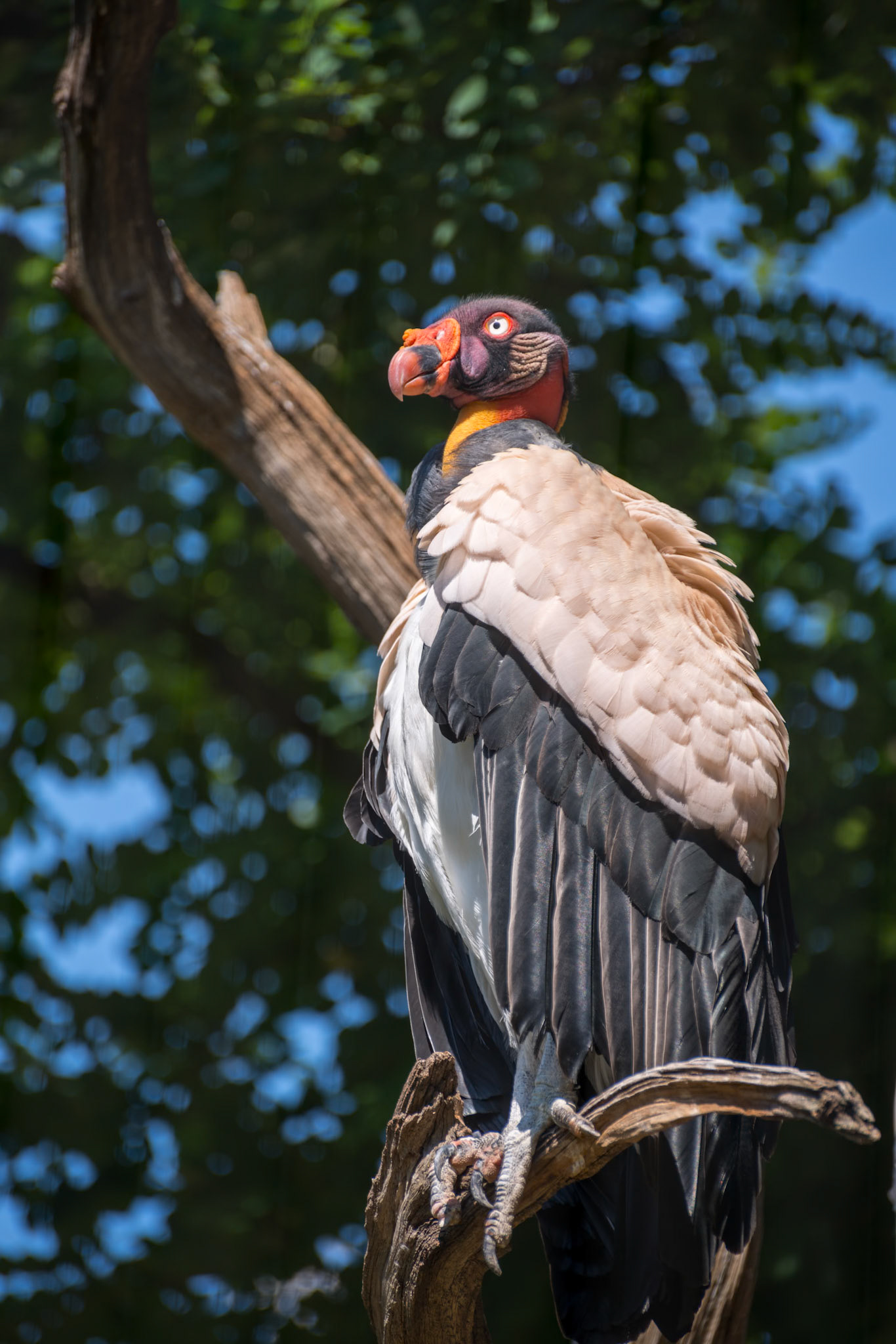 King Vulture (Sarcoramphus papa) perching on a branch