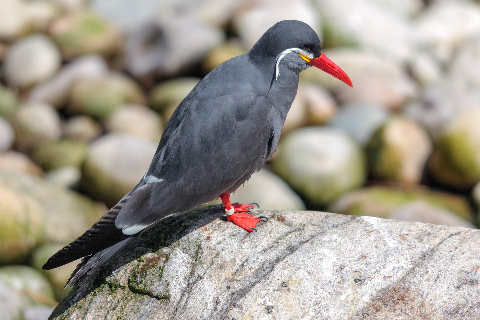 Inca Tern (Larosterna inca) resting on a rock