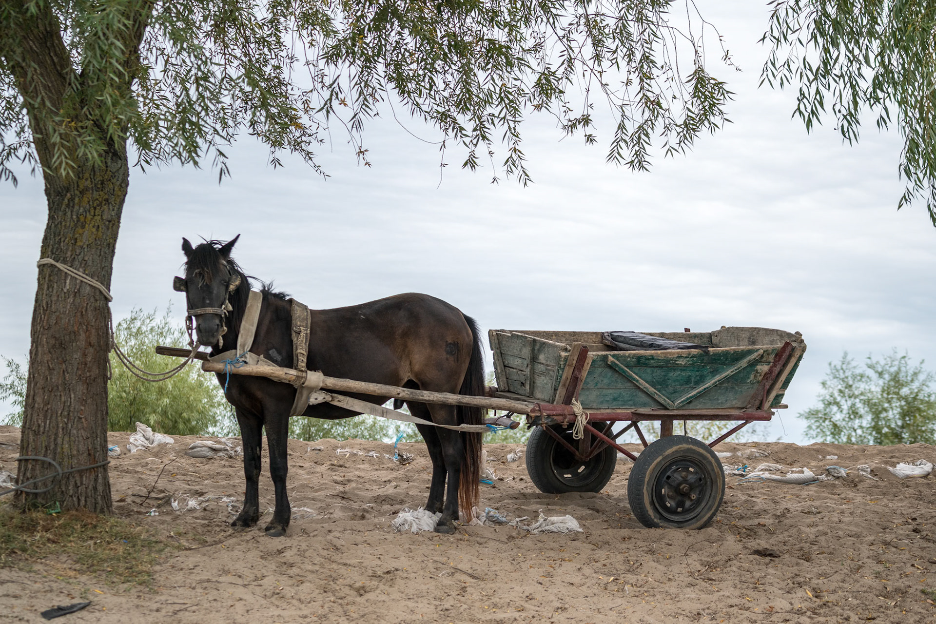SULINA, DANUBE DELTA/ROMANIA - SEPTEMBER 23 : Horse and cart in Sulina Danube Delta Romania on September 23, 2018