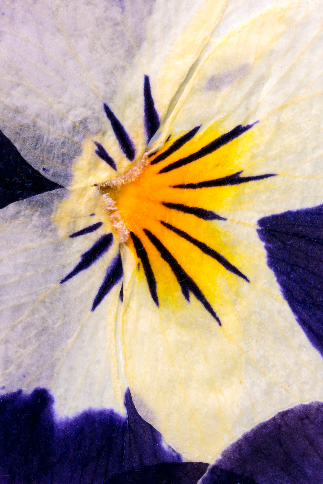 Pressed Flowers Abstract