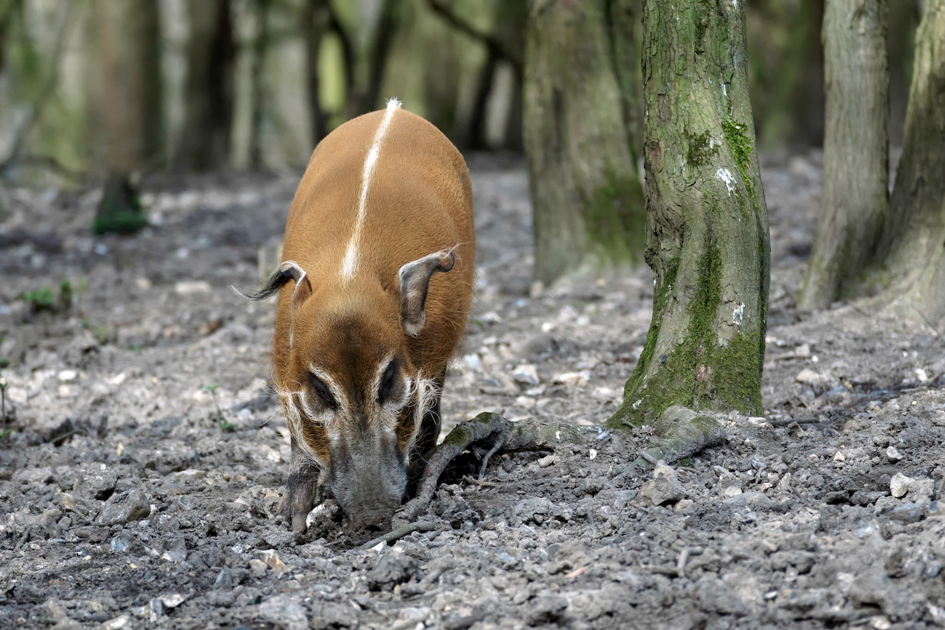 Red River Hog (Potamochoerus porcus)