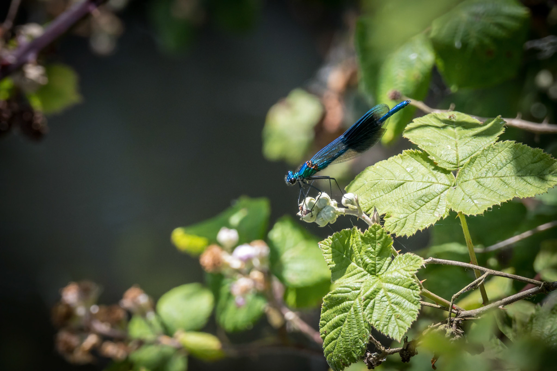 Banded Demoiselle (Calopteryx splendens) Male