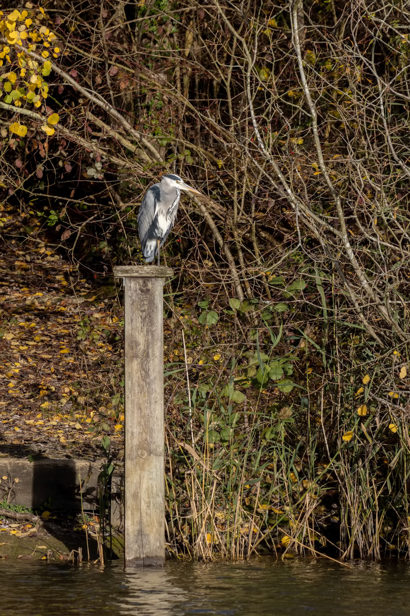 Grey Heron standing on a wooden post by a lake in Sussex