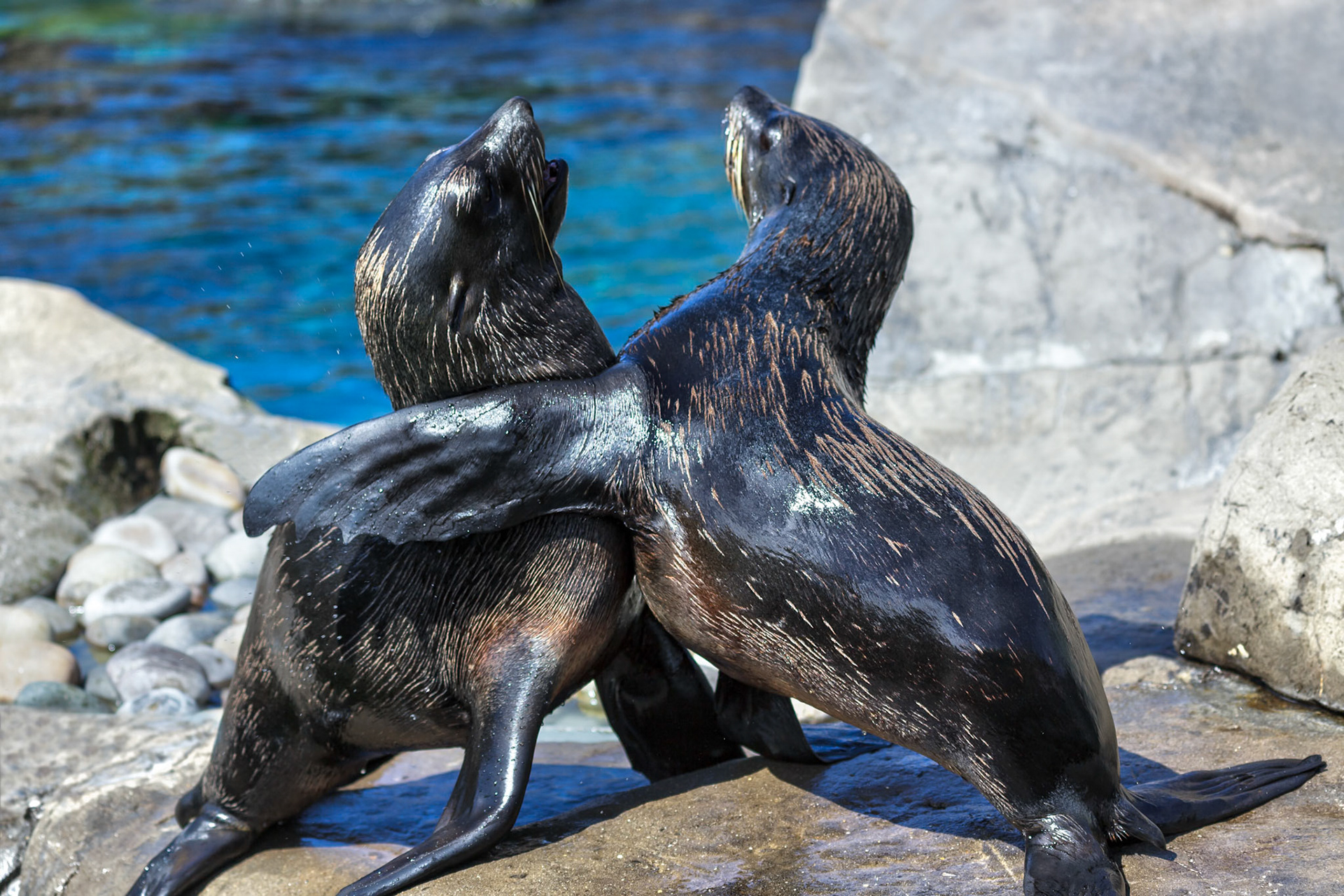 South American Fur Seals (Arctocephalus australis)