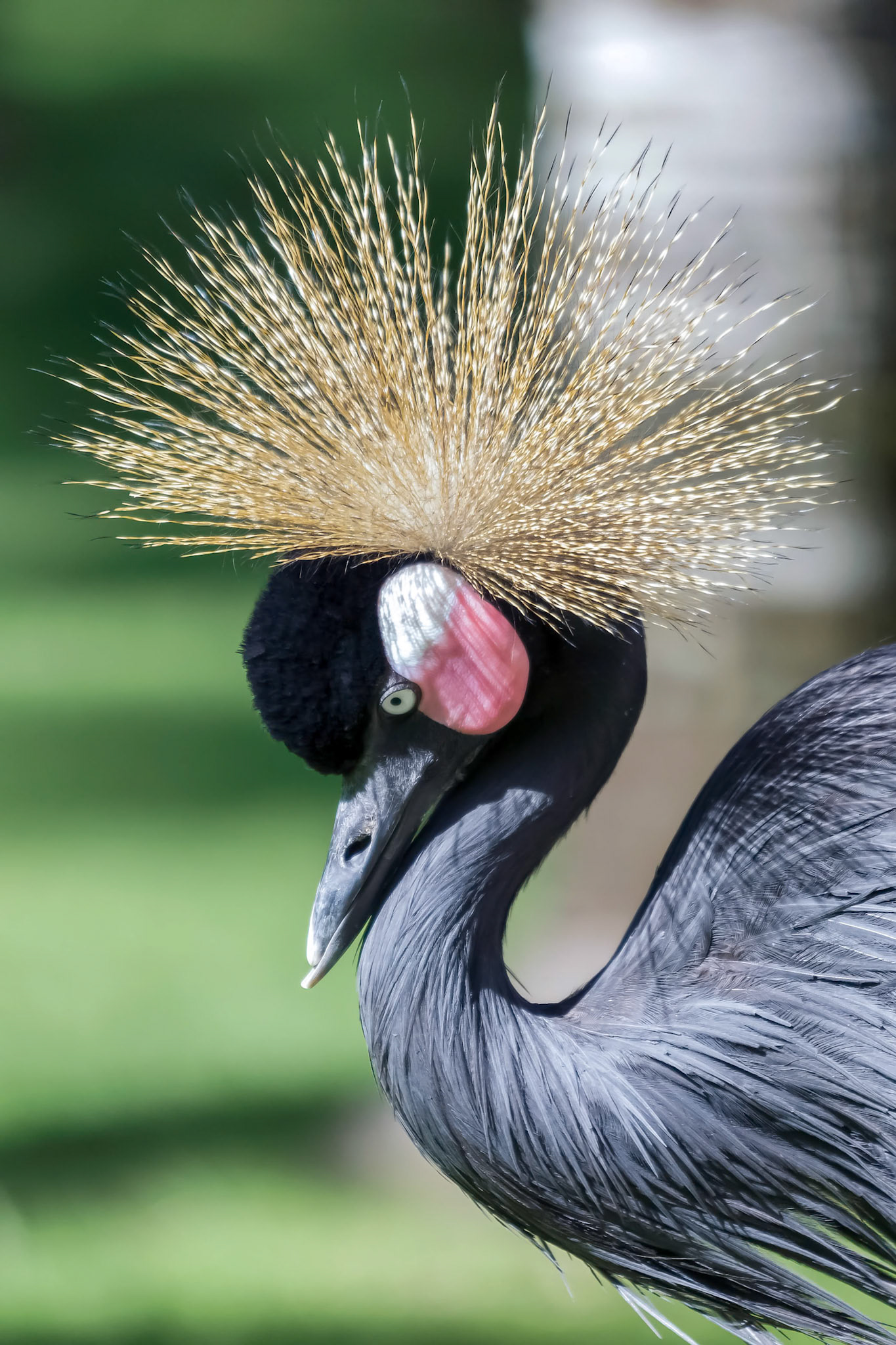 Black Crowned Crane (Balearica pavonina)