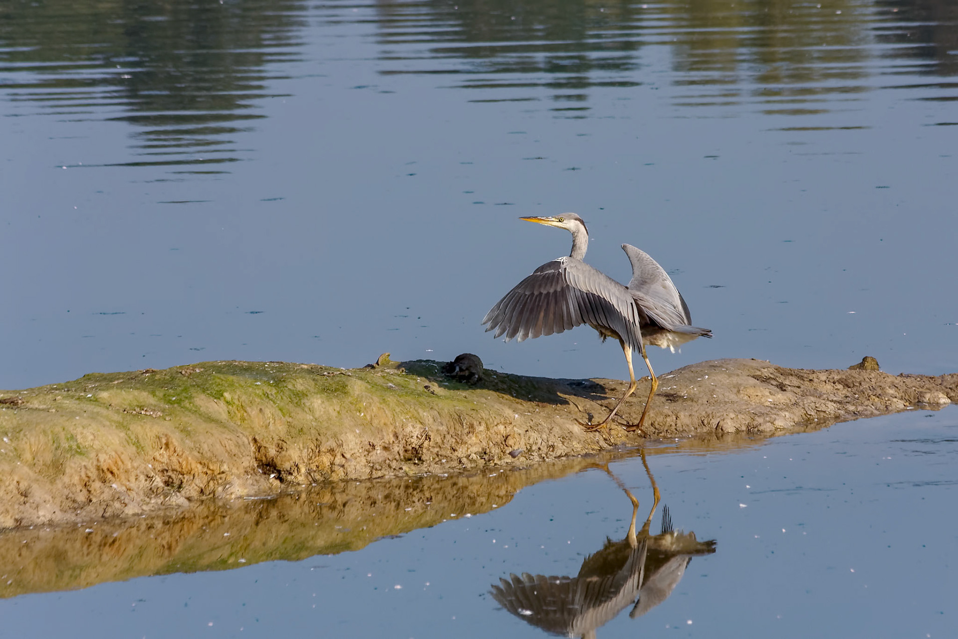 Grey Heron just landed