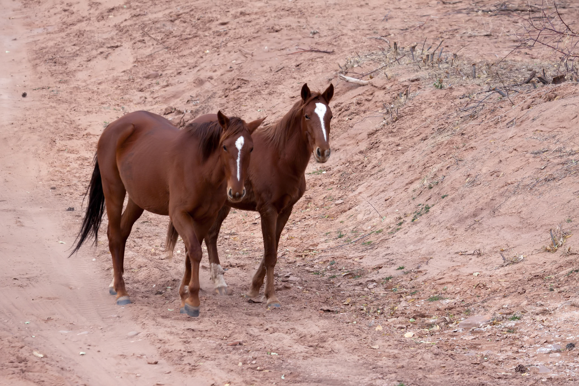 Wild horses Canyon de Chelly