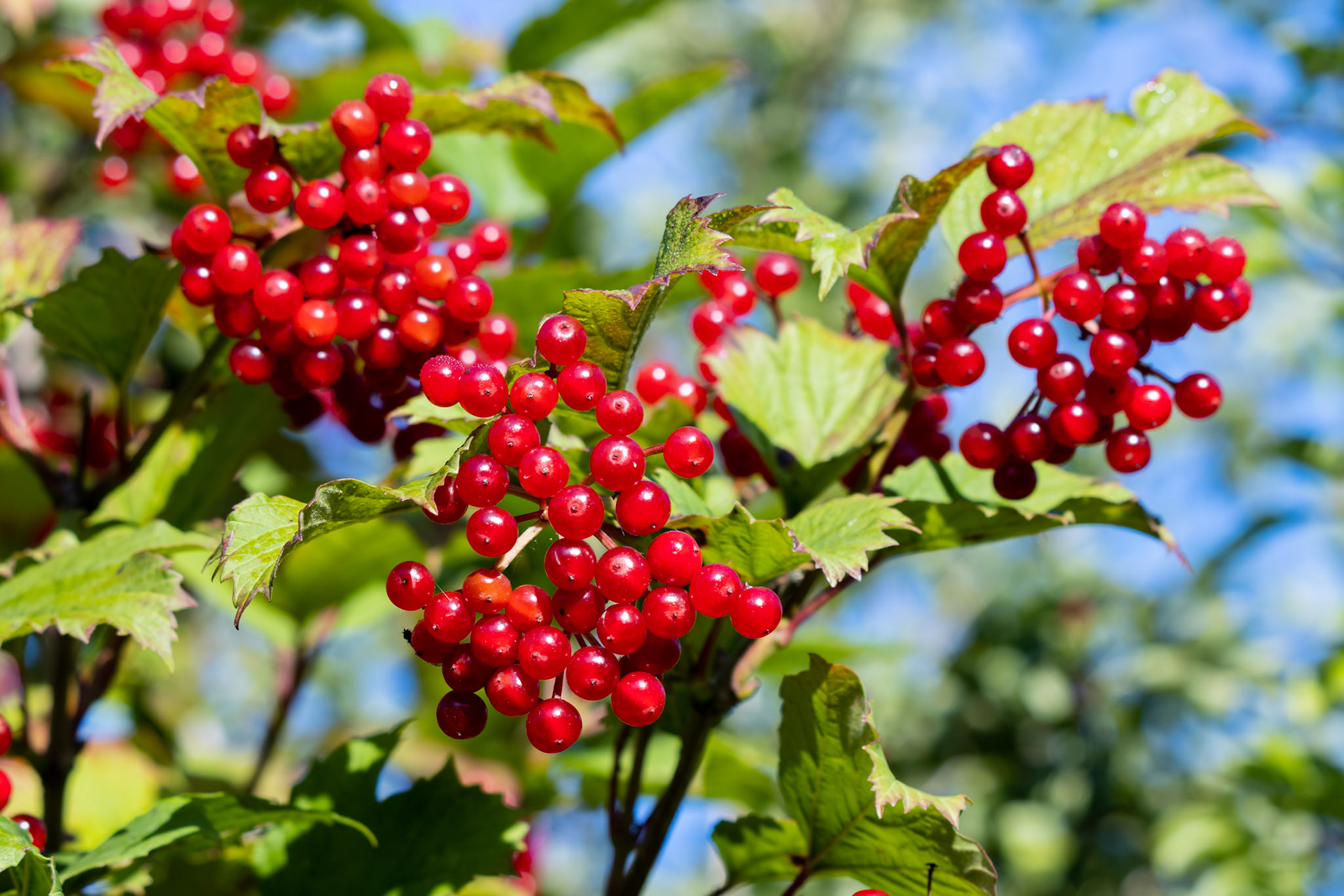 Black Haw (Viburnum opulus) producing lots of red berries in late summer