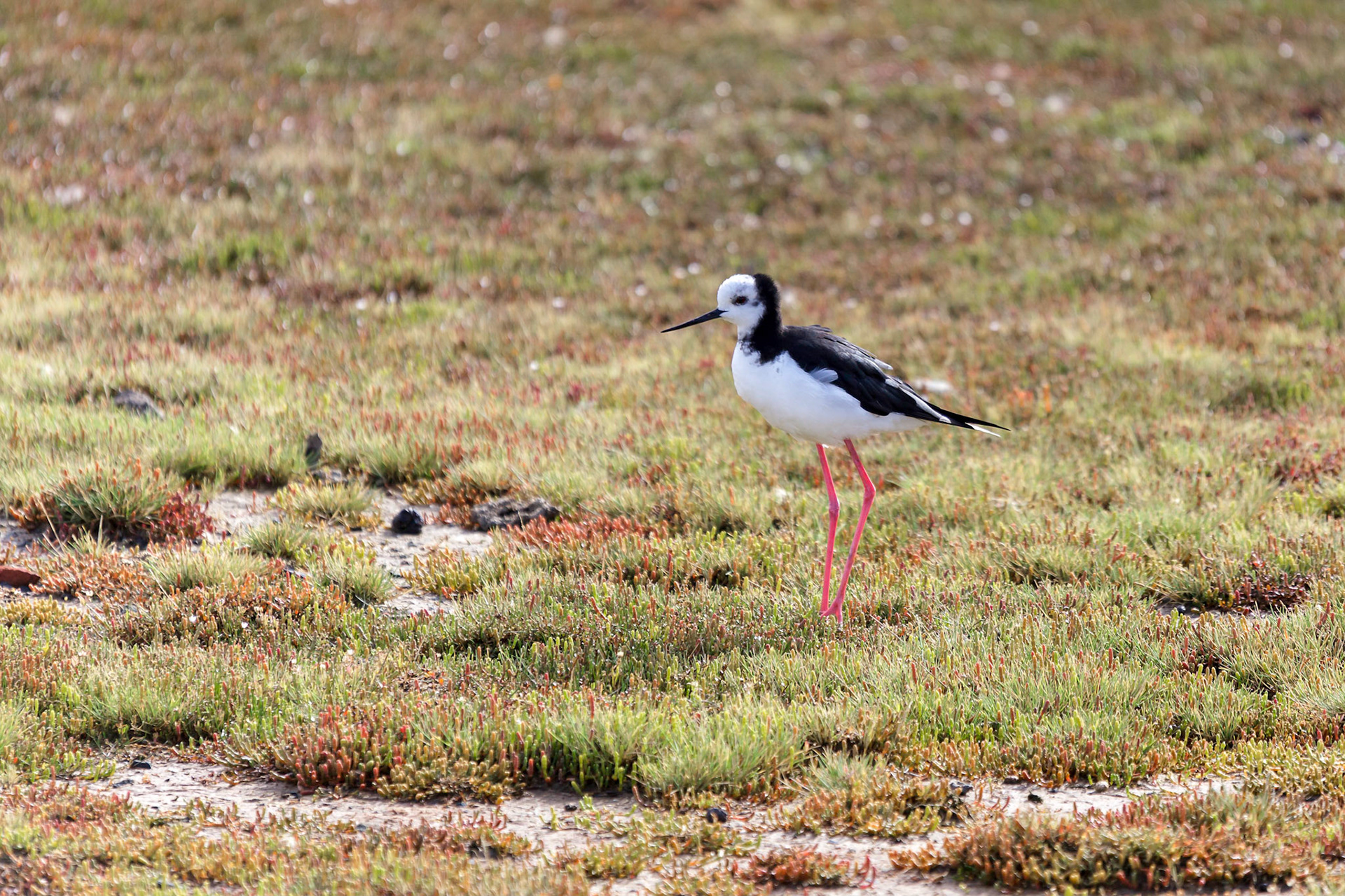 Black-Winged Stilt (Himantopus himantopus)