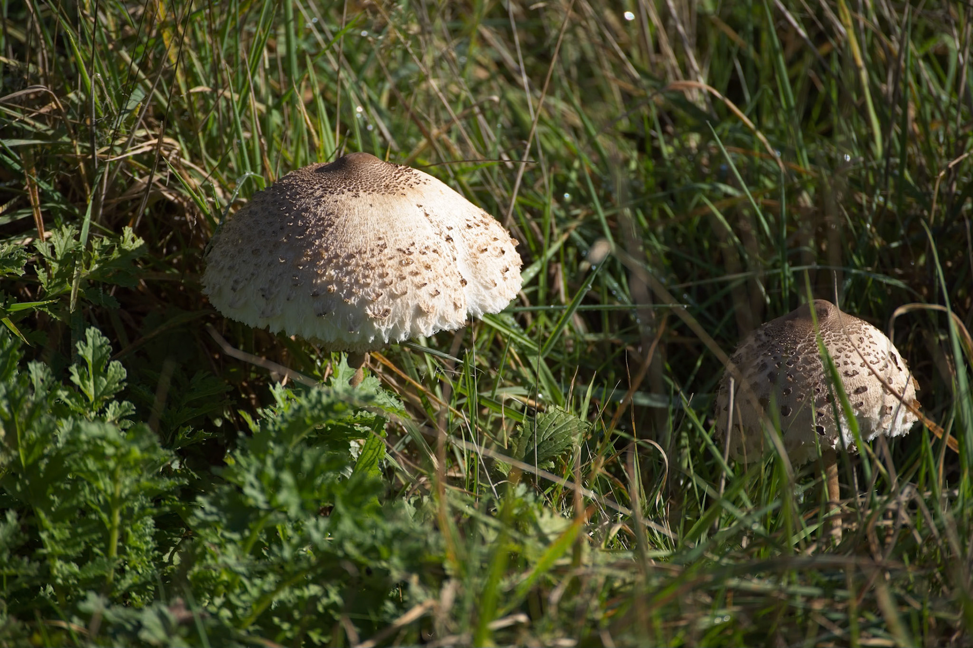 Freckled Dapperling Fungi growing in a meadow in West Sussex