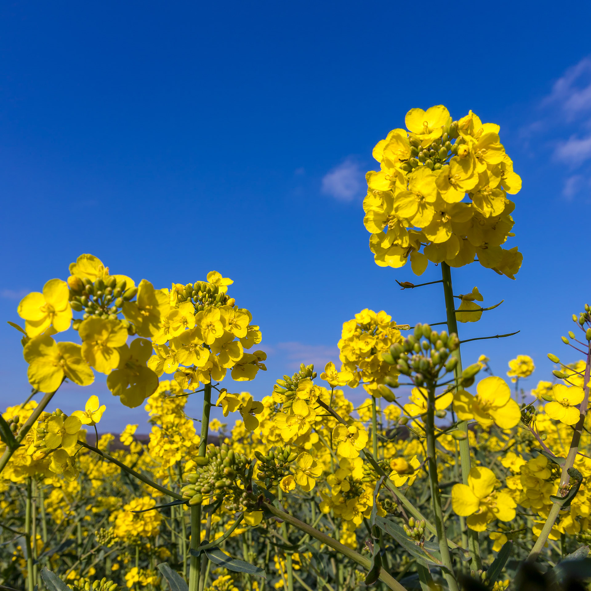 Rapeseed (Brassica napus) flowering in the East Sussex countryside near Birch Grove