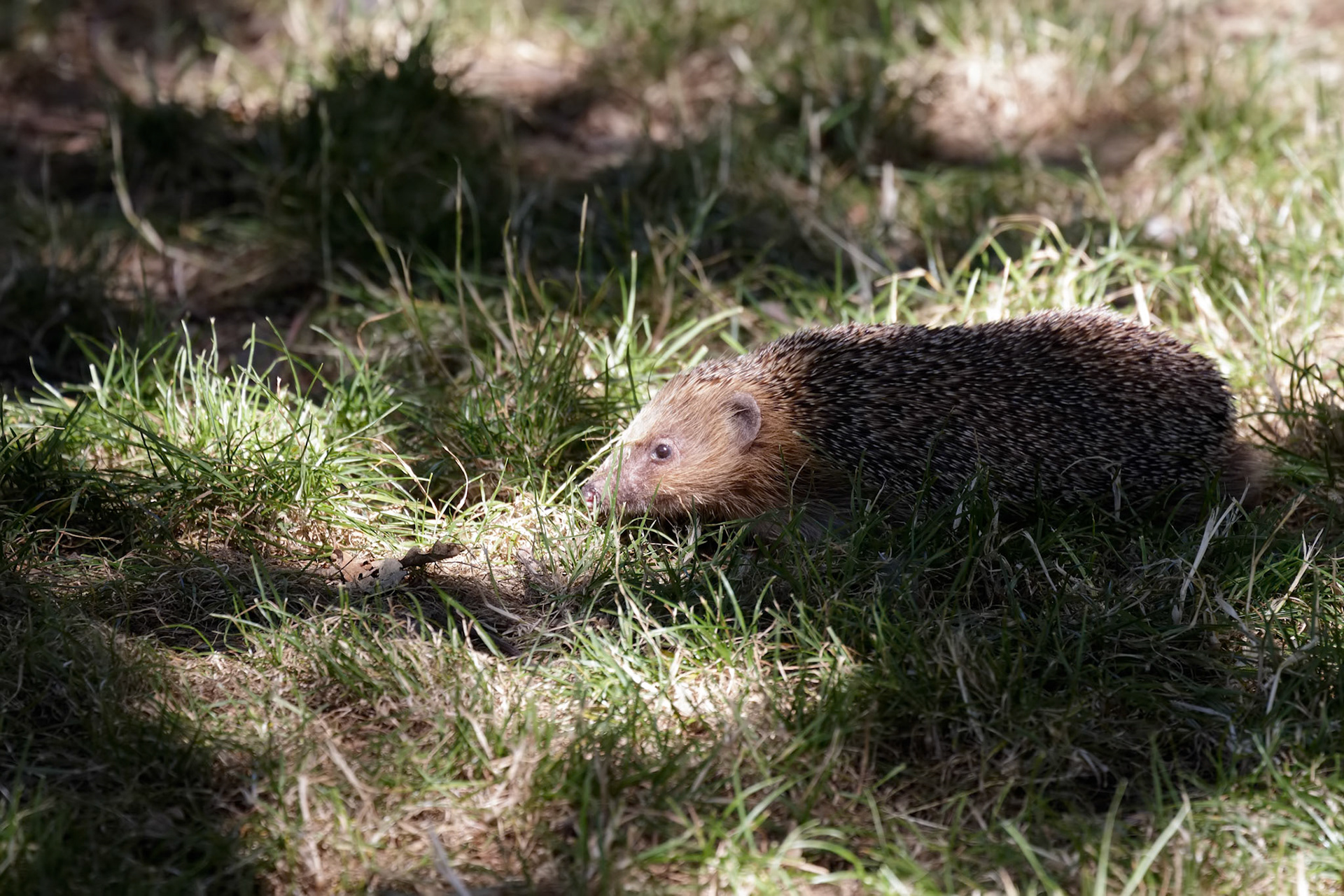 European Hedgehog (Erinaceus europaeus) in dappled light