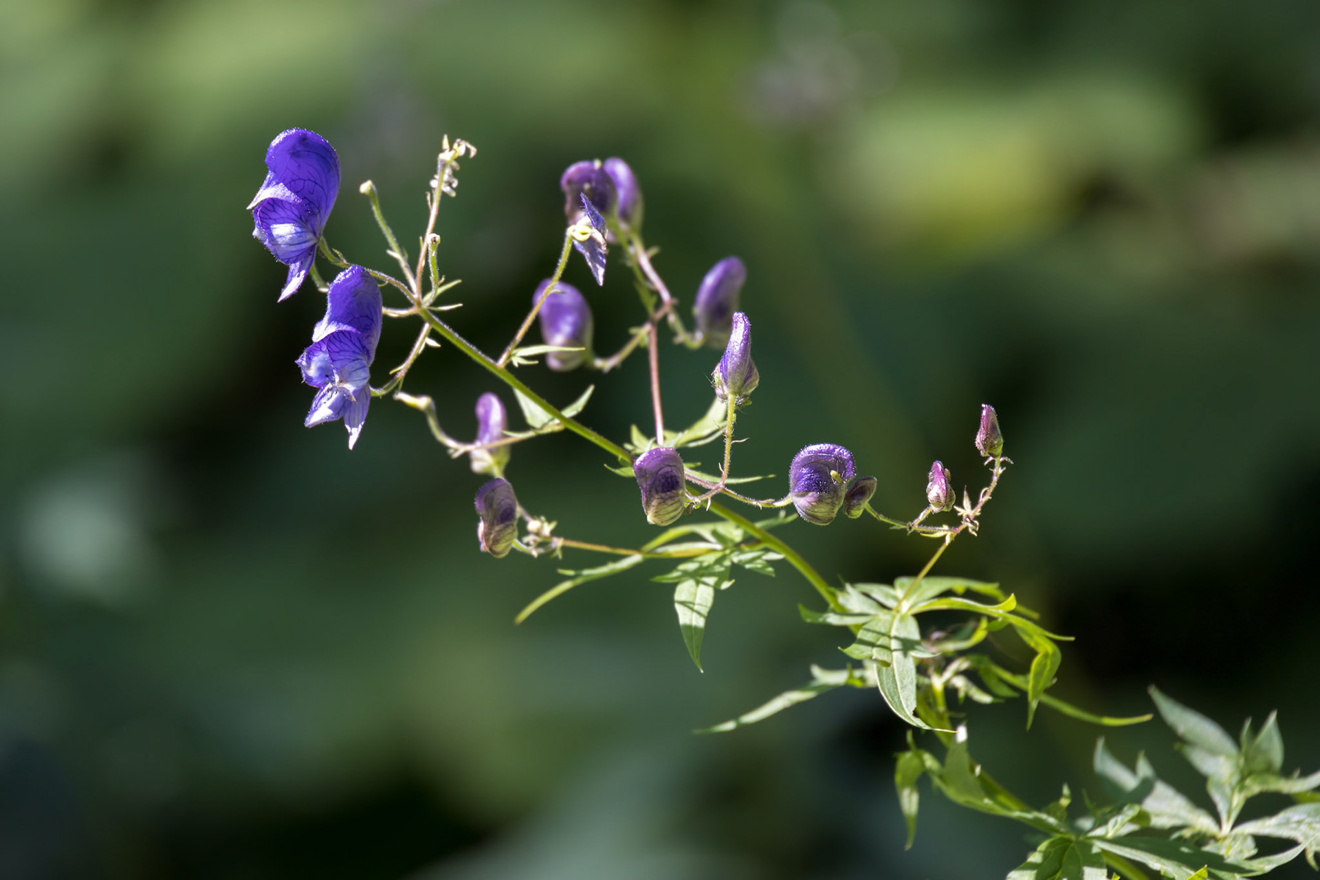 Acontium or Wolfsbane or Monks Hood (Aconitum napellus) growing wild in the Natural Park of Paneveggio Pale di San Martino in Tonadico, Trentino, Italy