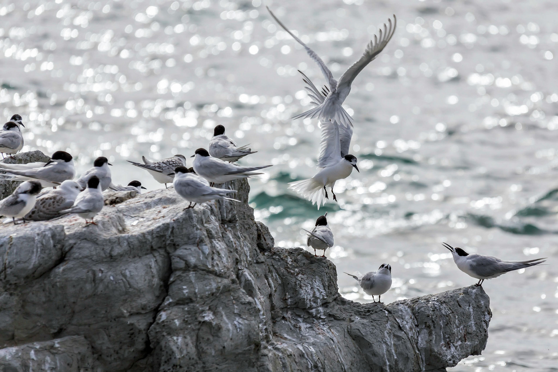 White-fronted Tern (Sterna striata)