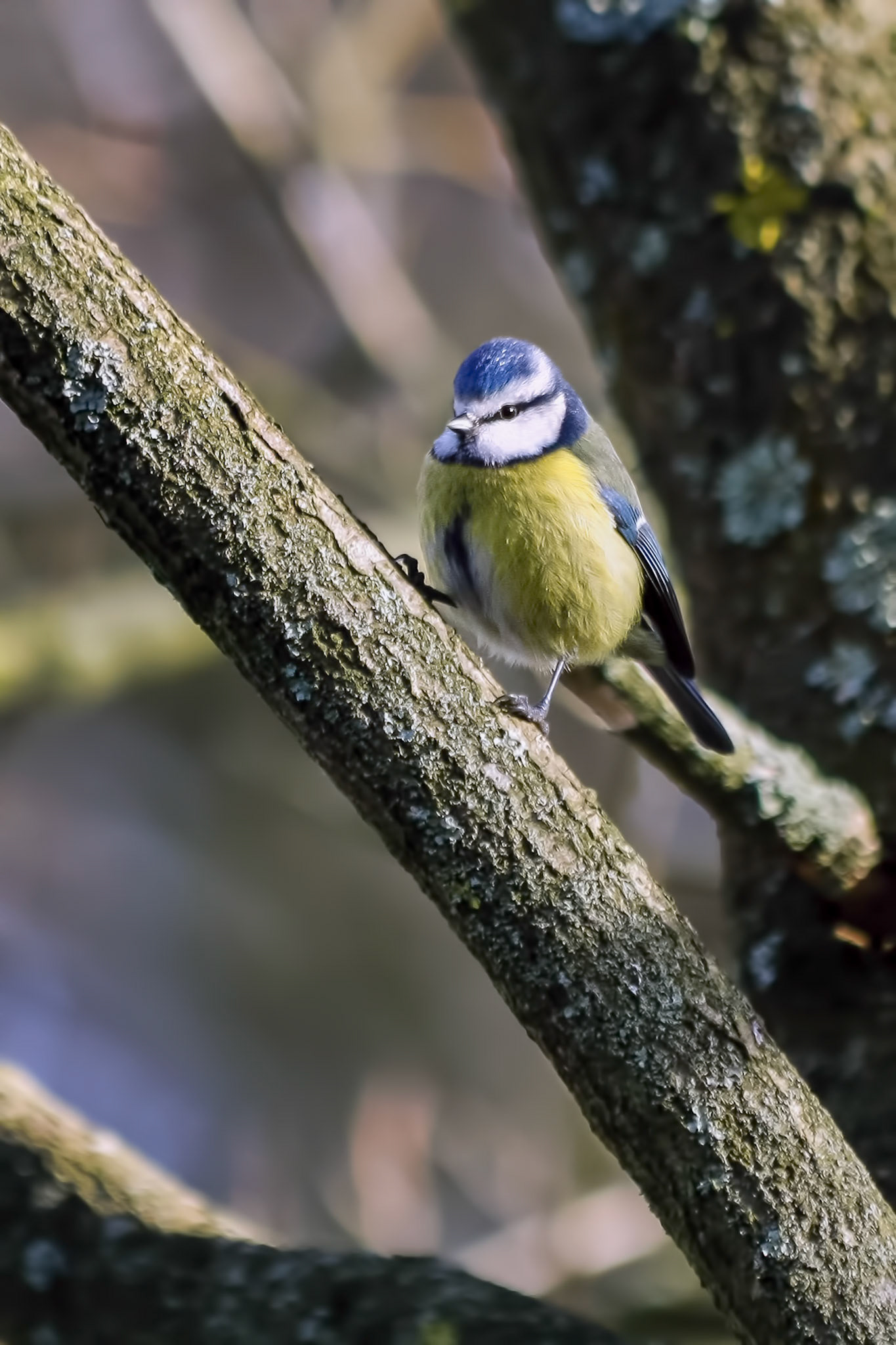 Blue Tit Perching on a Branch