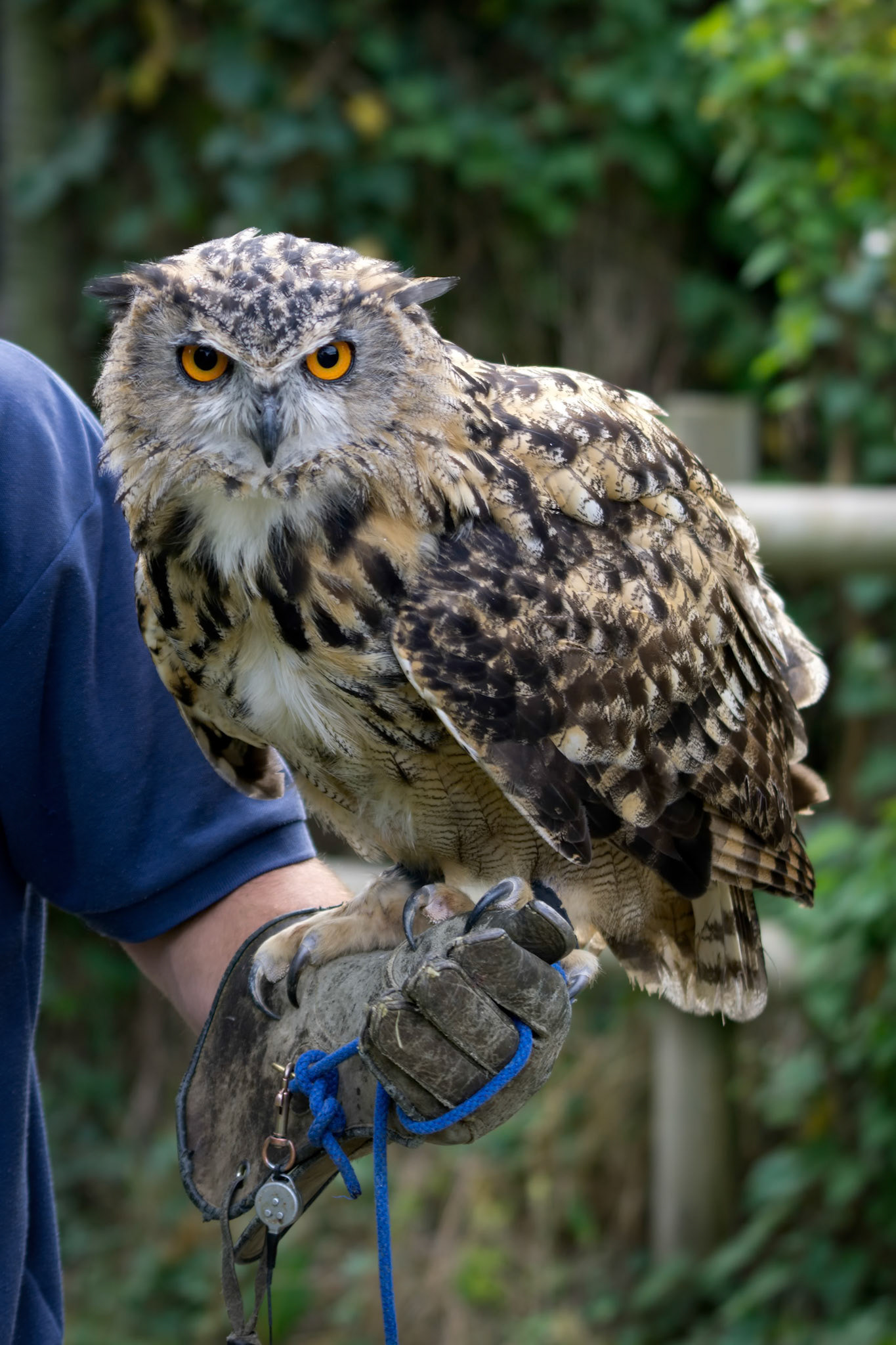 Eurasian Eagle-Owl (Bubo bubo)