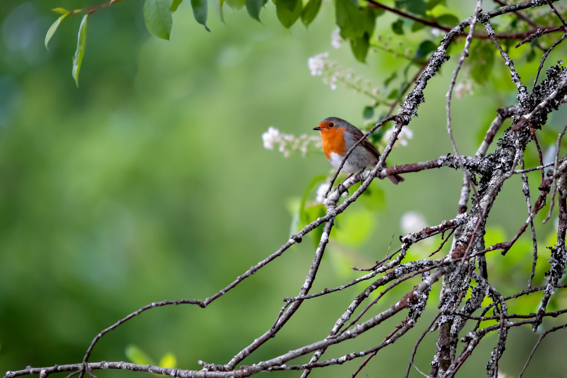 Robin (Erithacus rubecula)