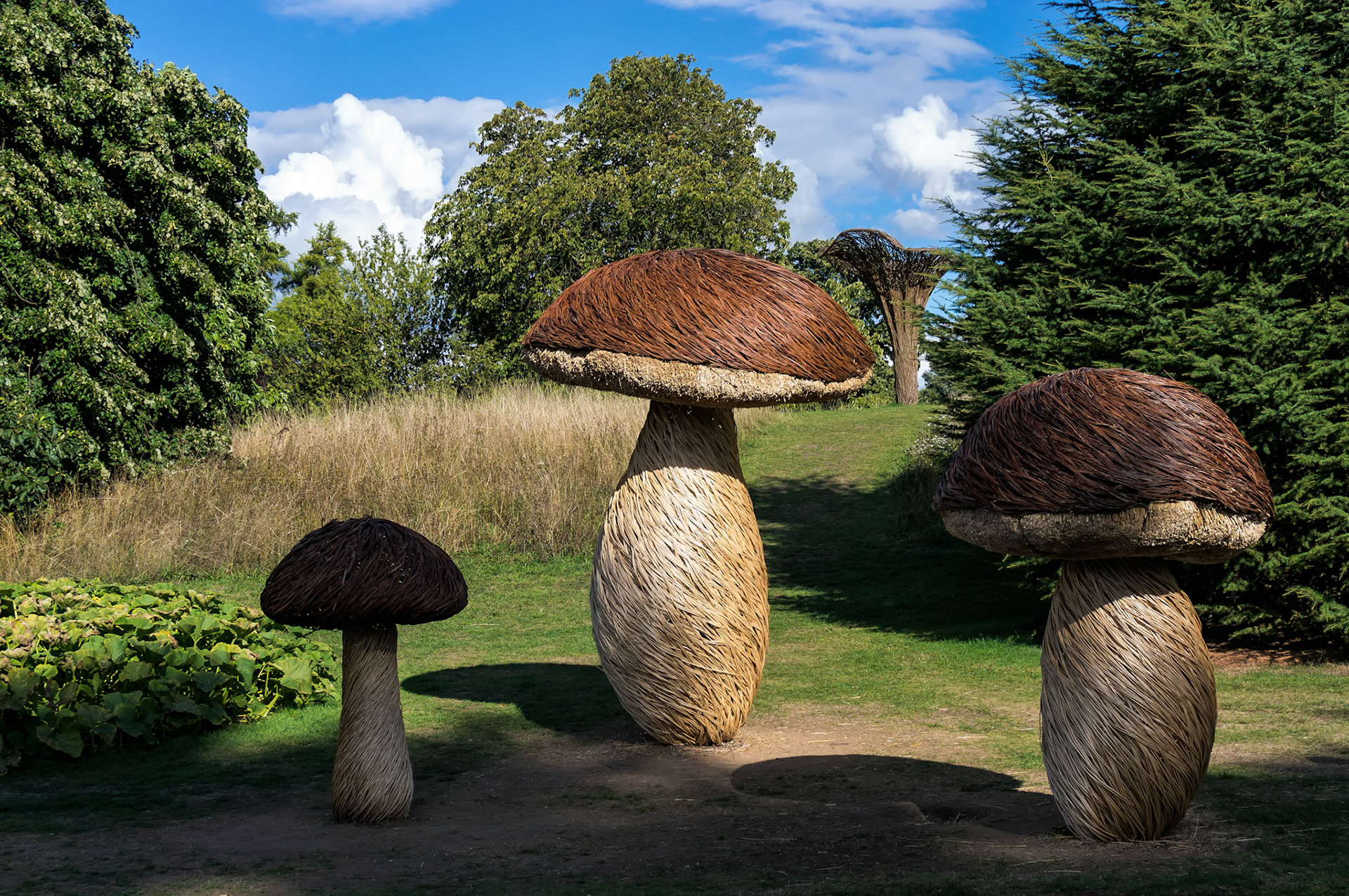 Tom Hare's Fungi Fairy Ring