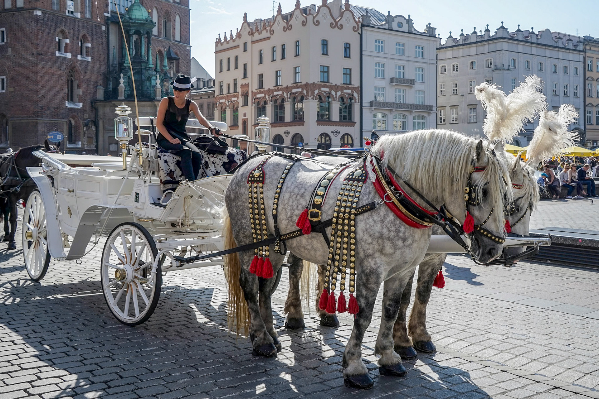 Carriage and Horses in Krakow
