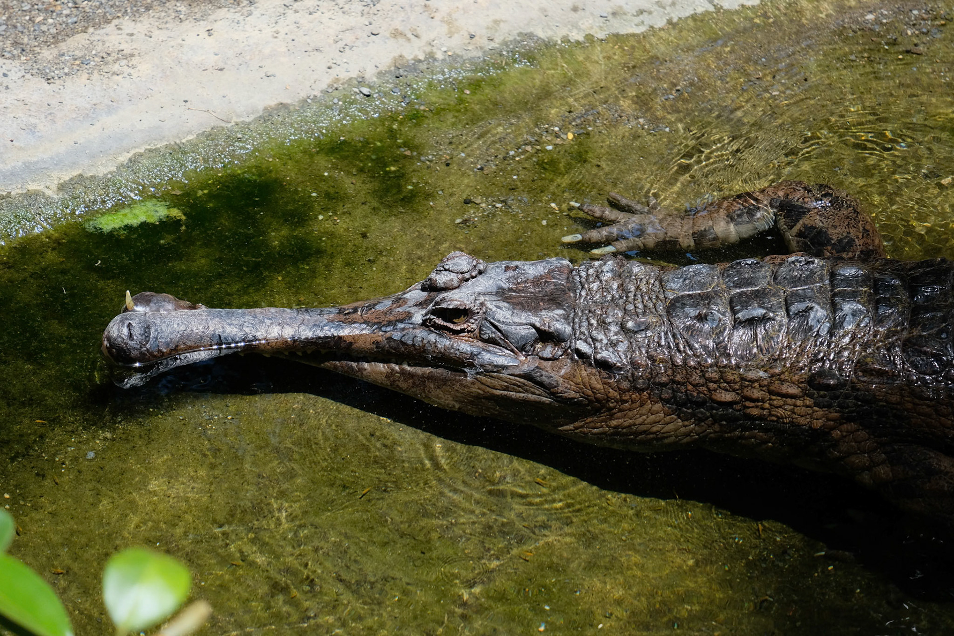 FUENGIROLA, ANDALUCIA/SPAIN - JULY 4 : Tomistoma (Tomistoma schlegelii) Resting at the Bioparc Fuengirola Costa del Sol Spain on July 4, 2017