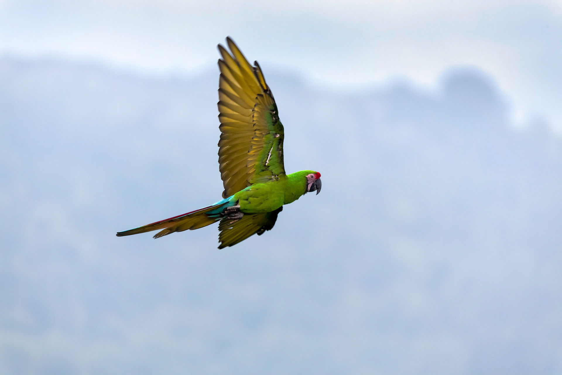 Military Macaw (Ara militaris)