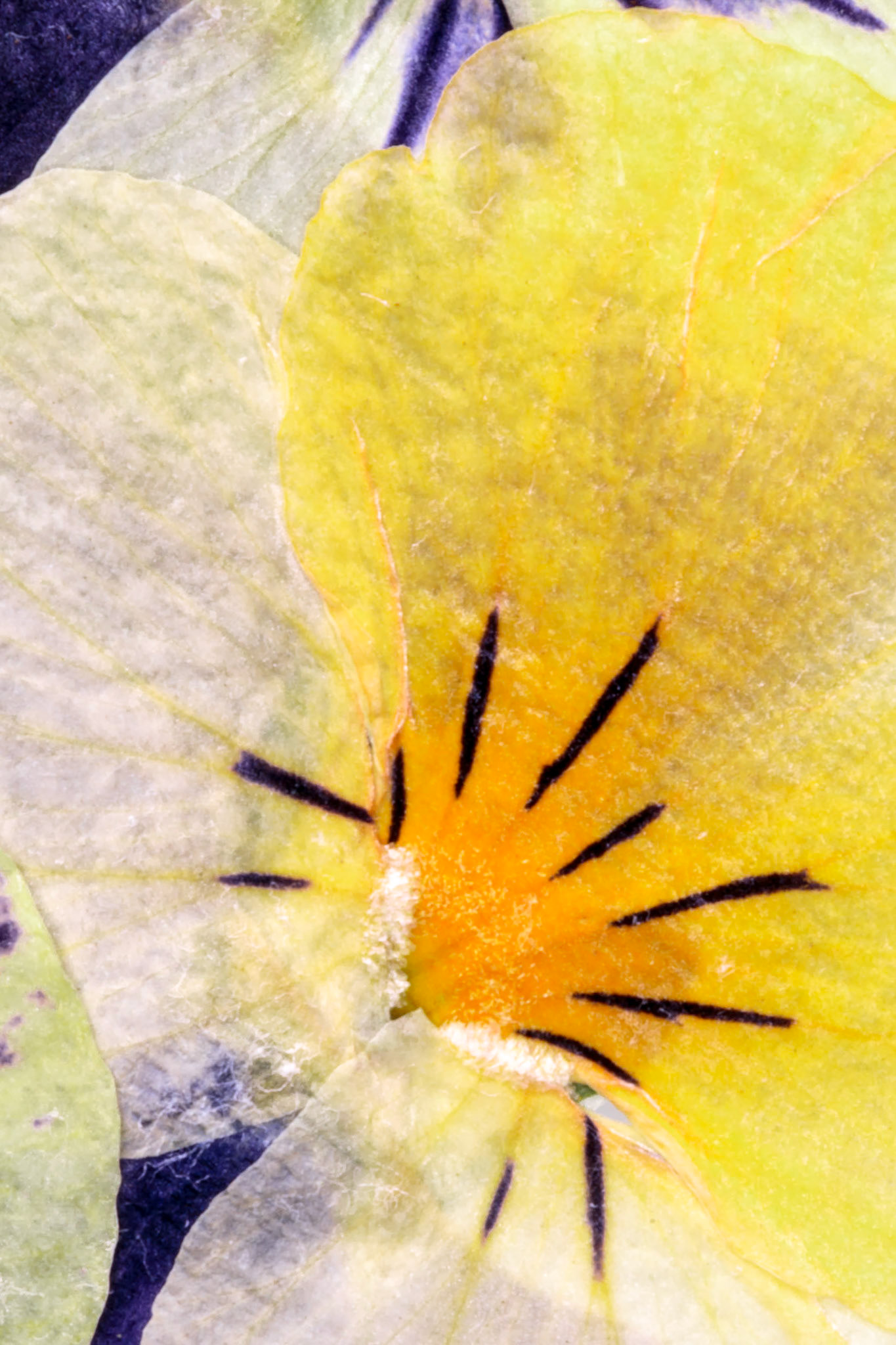 Pressed Flowers Abstract