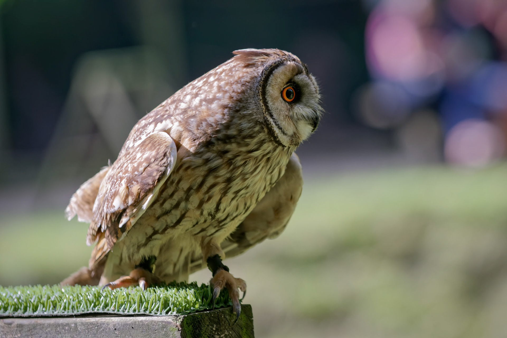 Tawny Owl (Strix aluco)