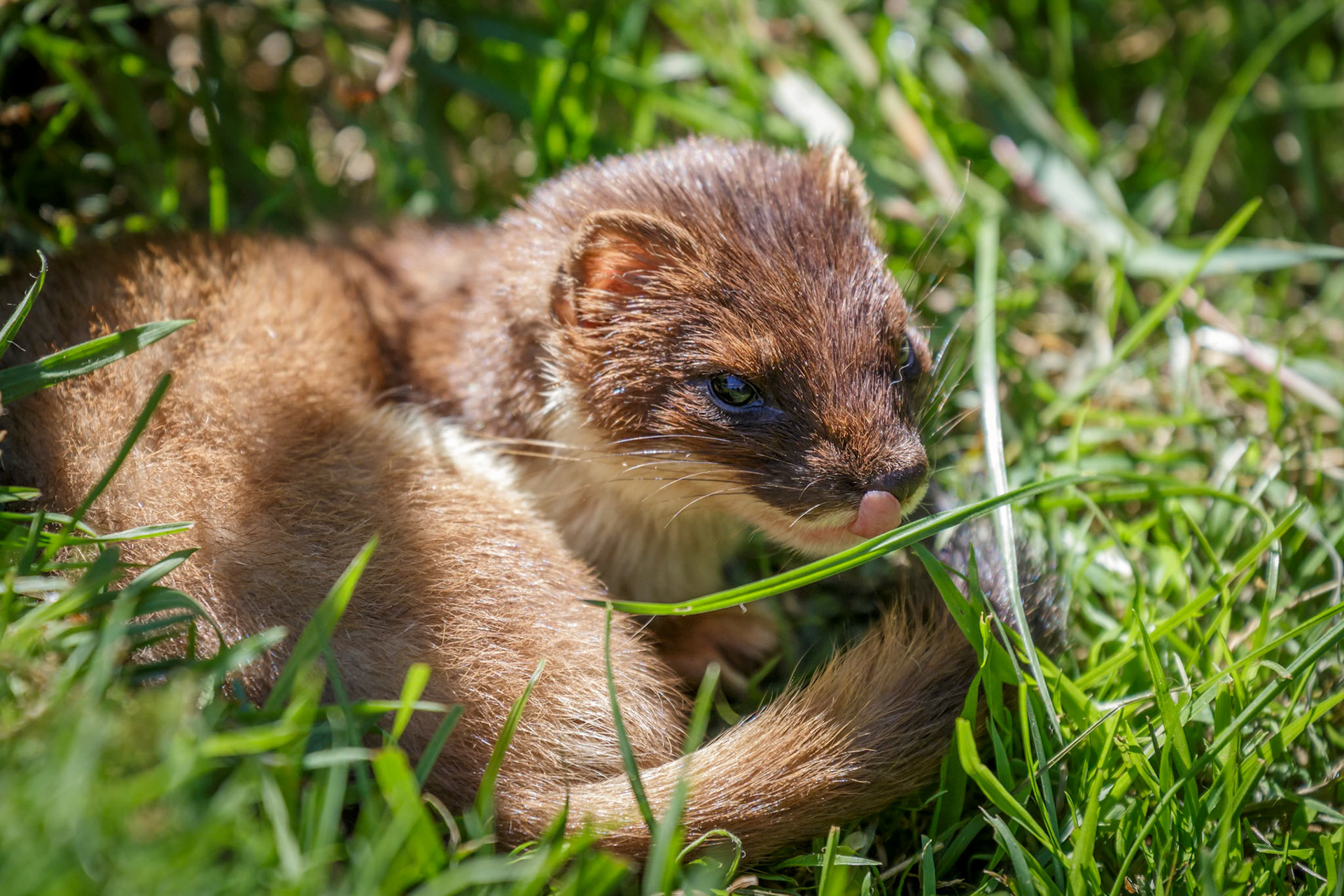 Stoat (Mustela erminea)