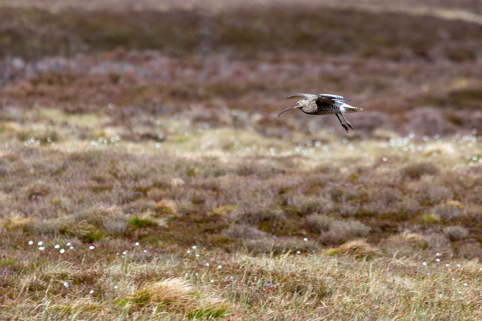 Eurasian Curlew (Numenius arquata)